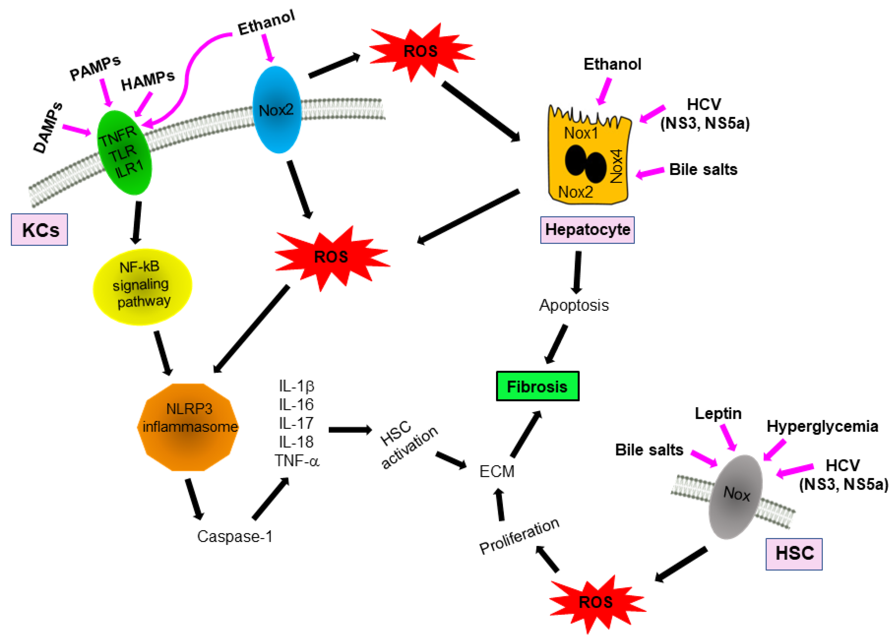 Antioxidants 11 02038 g003 Antioxidants 11 02038 g003