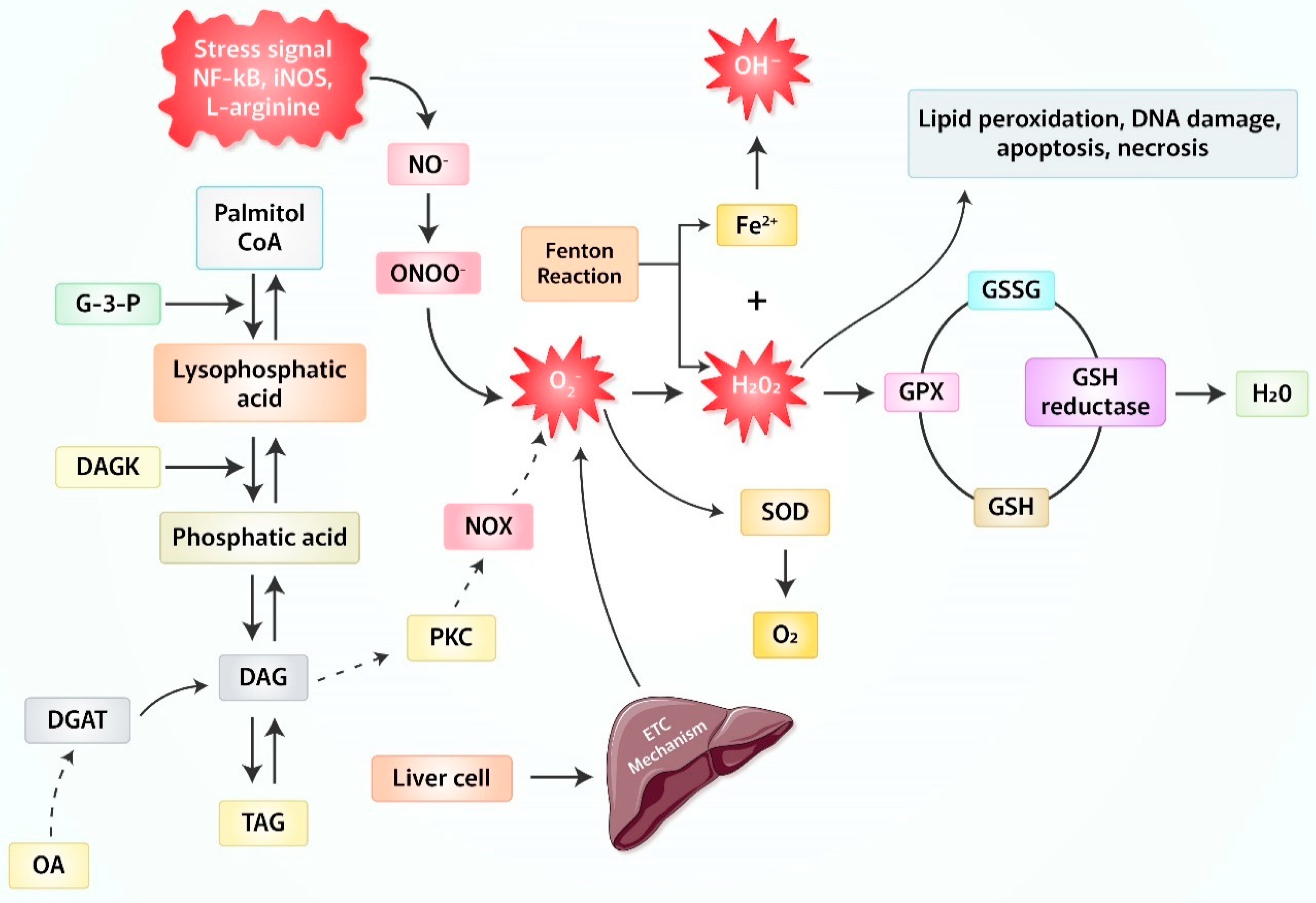 is gabapentin toxic to the liver