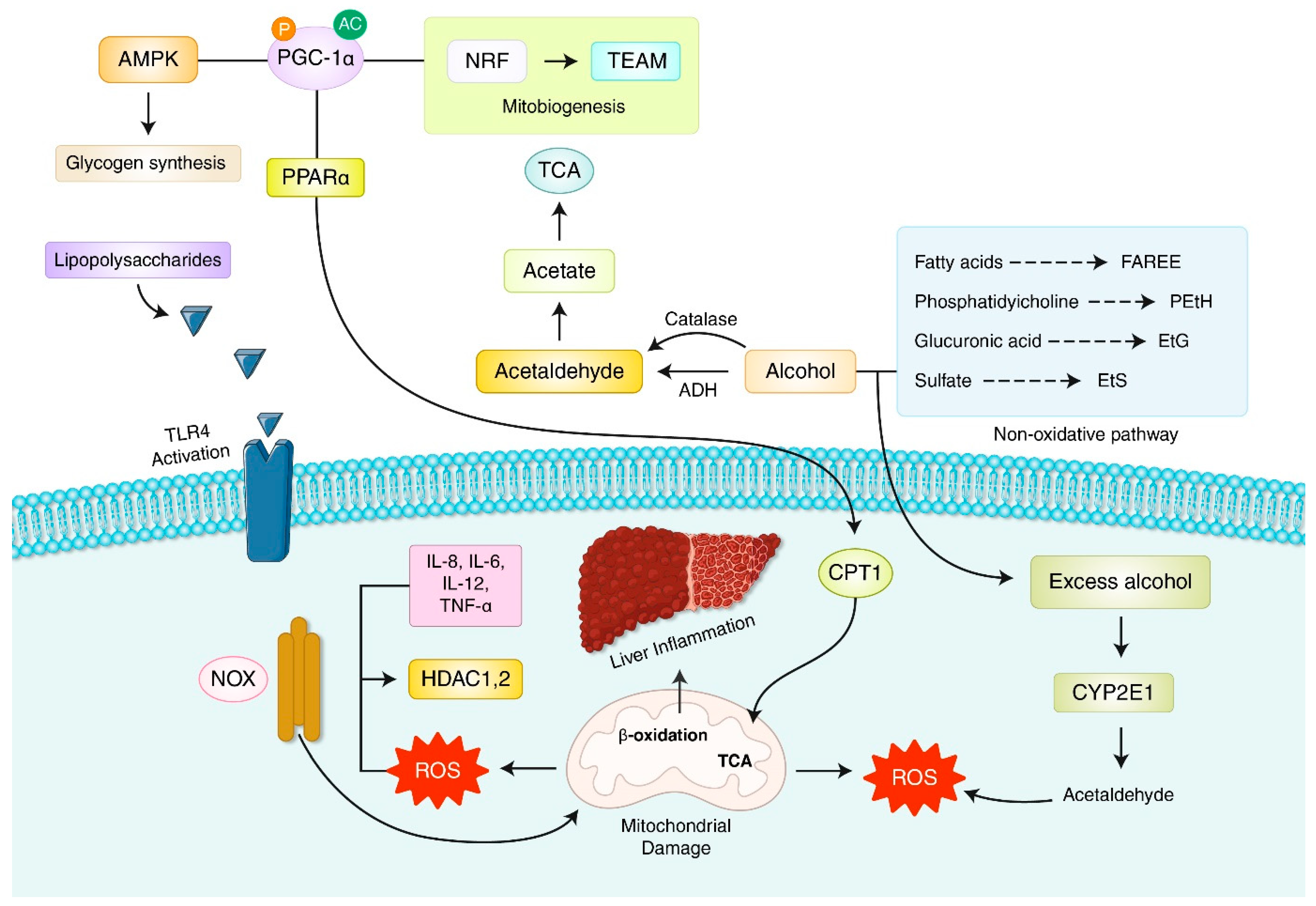 Antioxidants 11 02041 g004