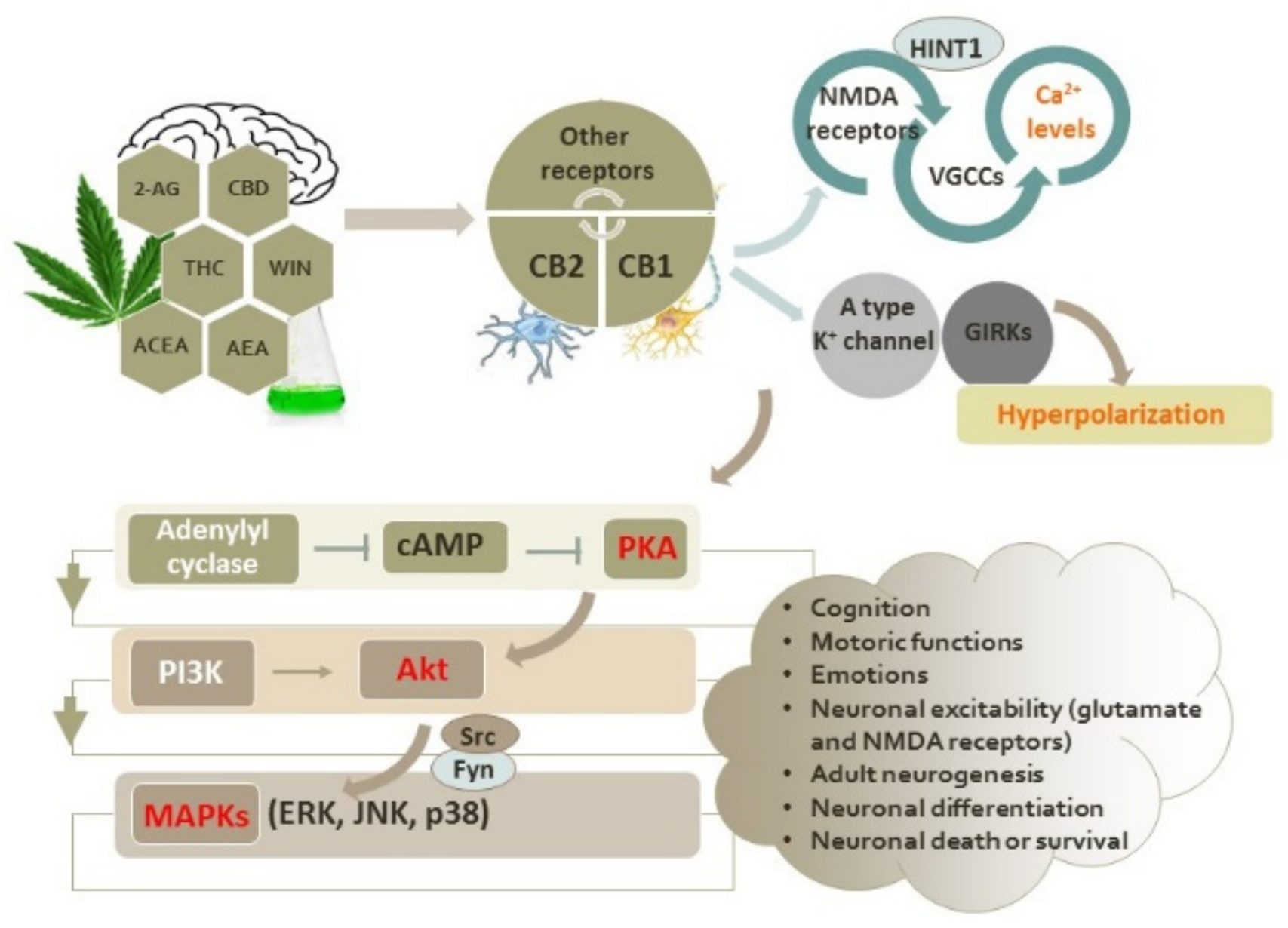 Antioxidants | Free Full-Text | Intracellular Molecular Targets 