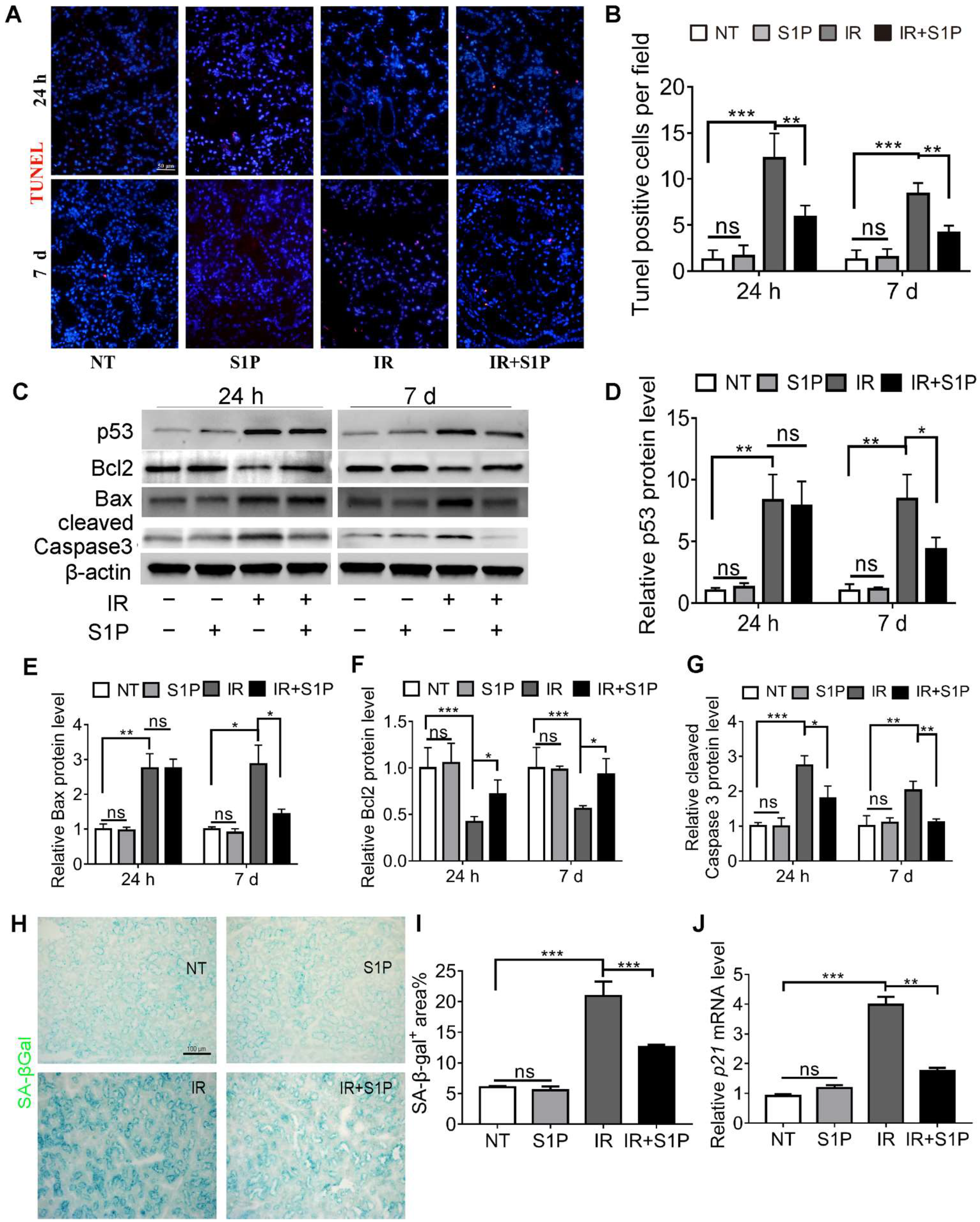 Antioxidants 11 02050 g002 Antioxidants 11 02050 g002