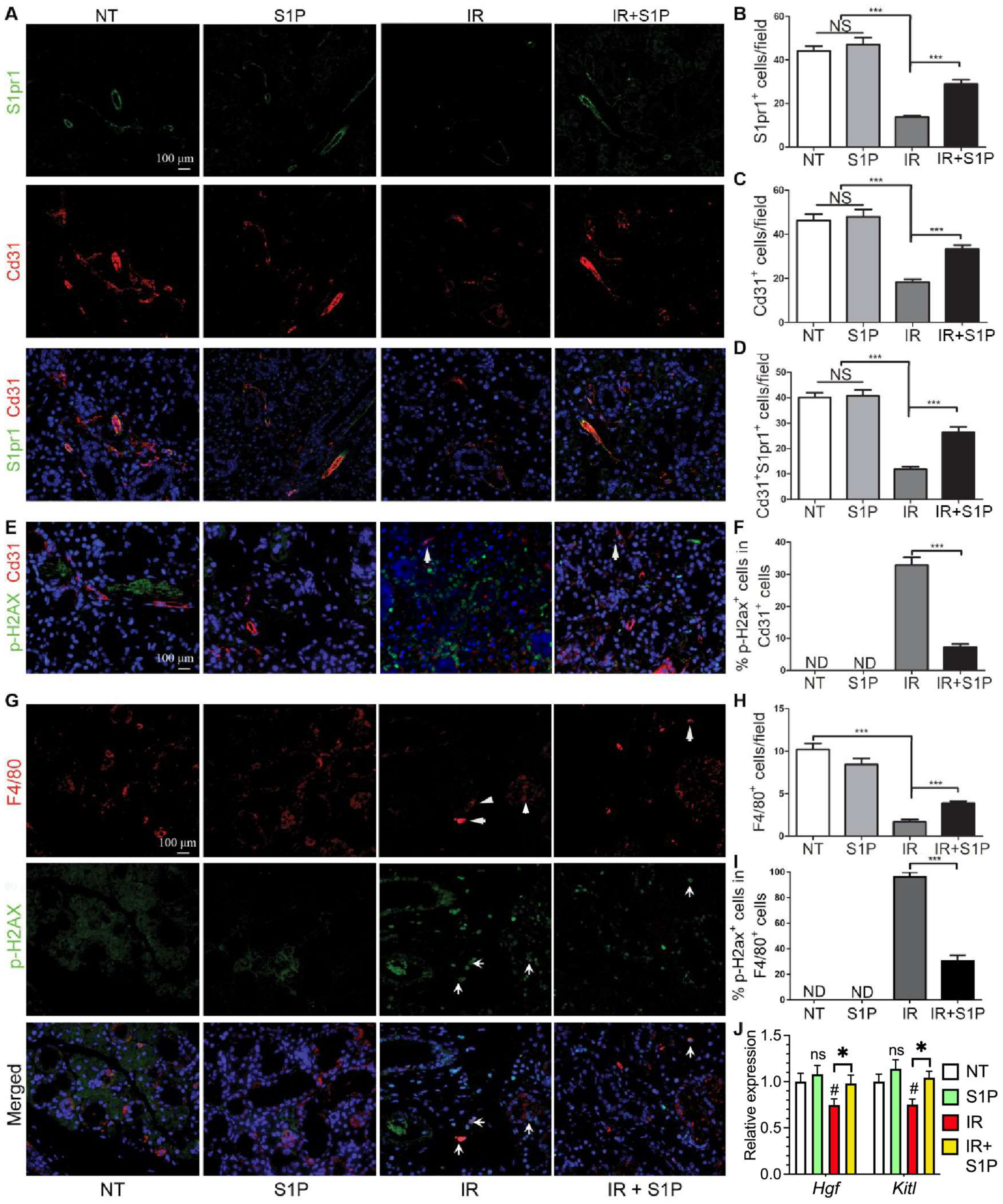 Antioxidants 11 02050 g005 Antioxidants 11 02050 g005