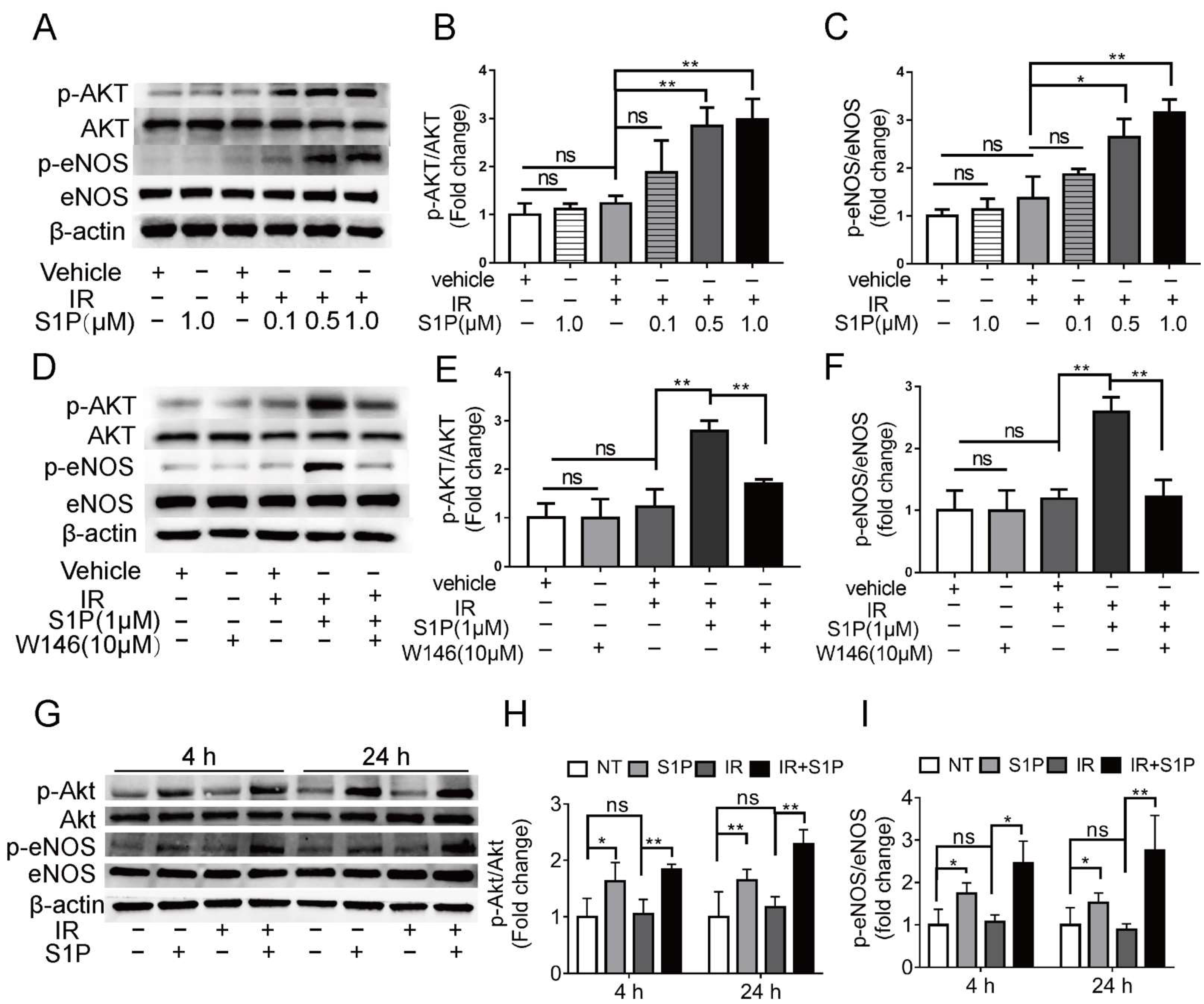 Antioxidants 11 02050 g006 Antioxidants 11 02050 g006