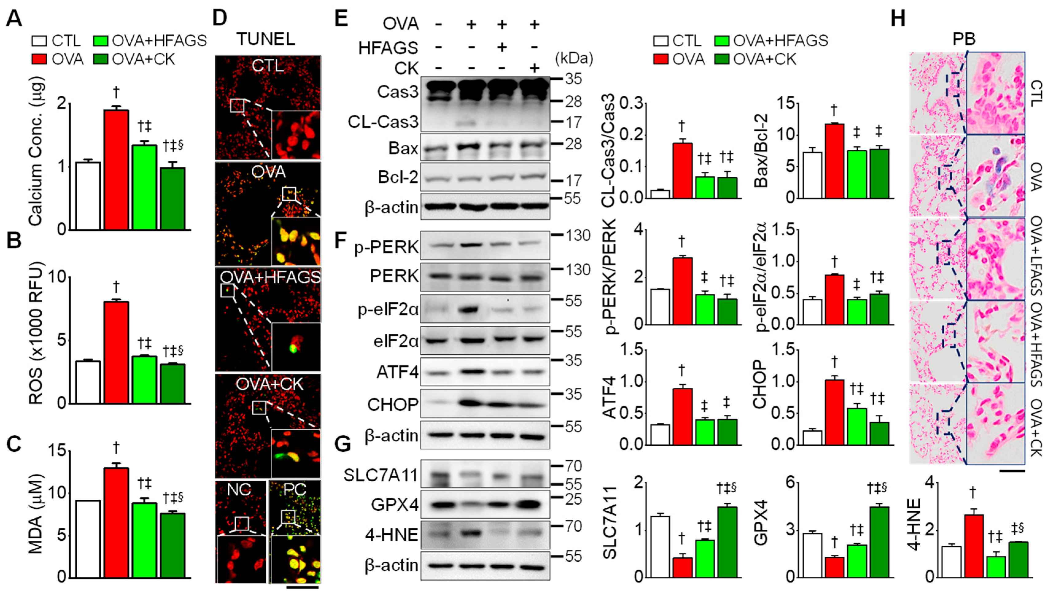 Antioxidants 11 02052 g005 Antioxidants 11 02052 g005