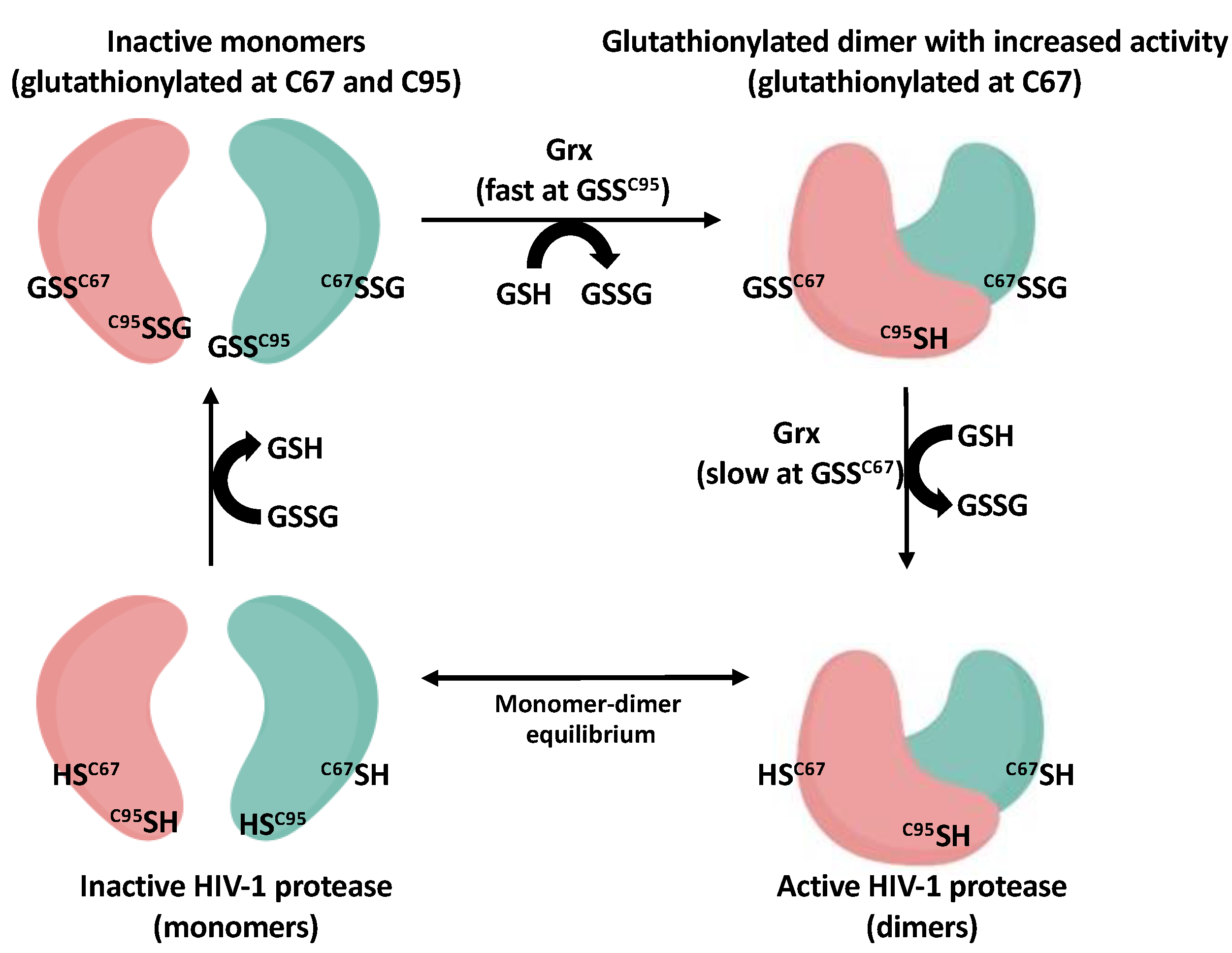 Antioxidants 11 02054 g001