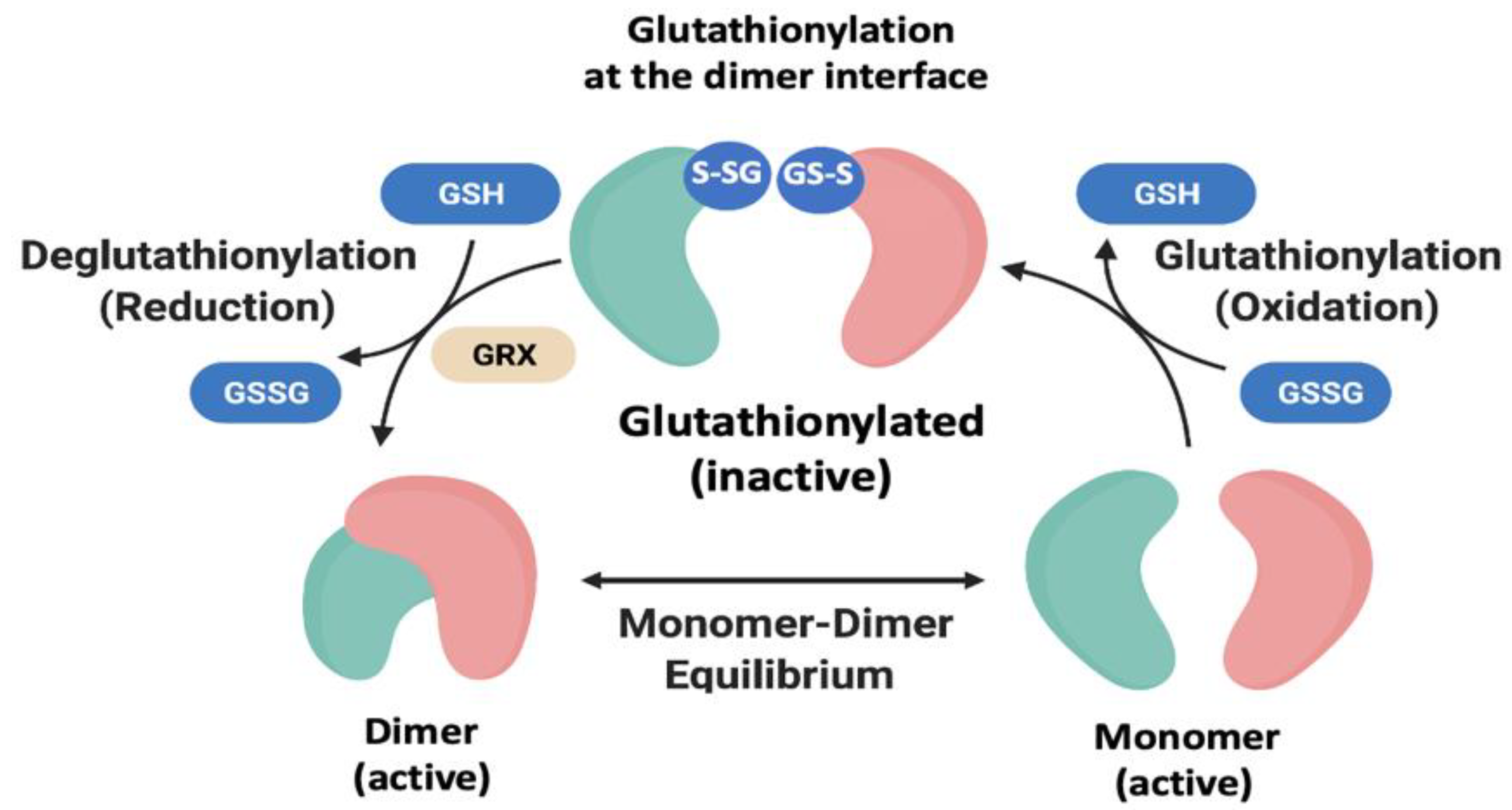 Antioxidants 11 02054 g003