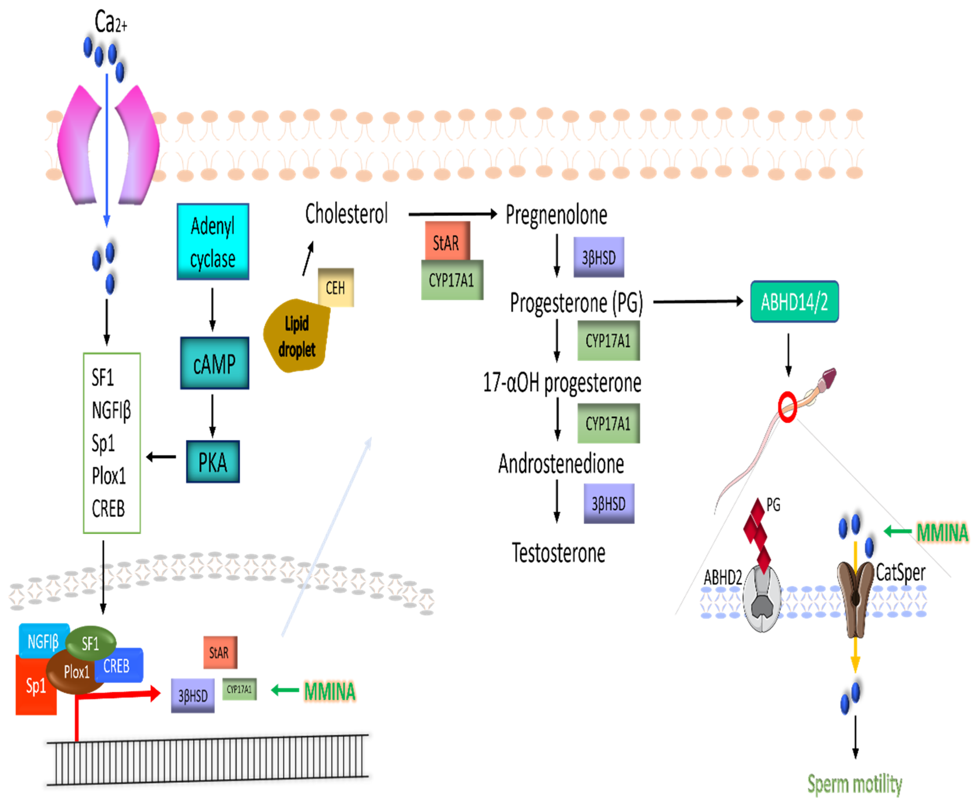 Antioxidants 11 02063 g009 Antioxidants 11 02063 g009