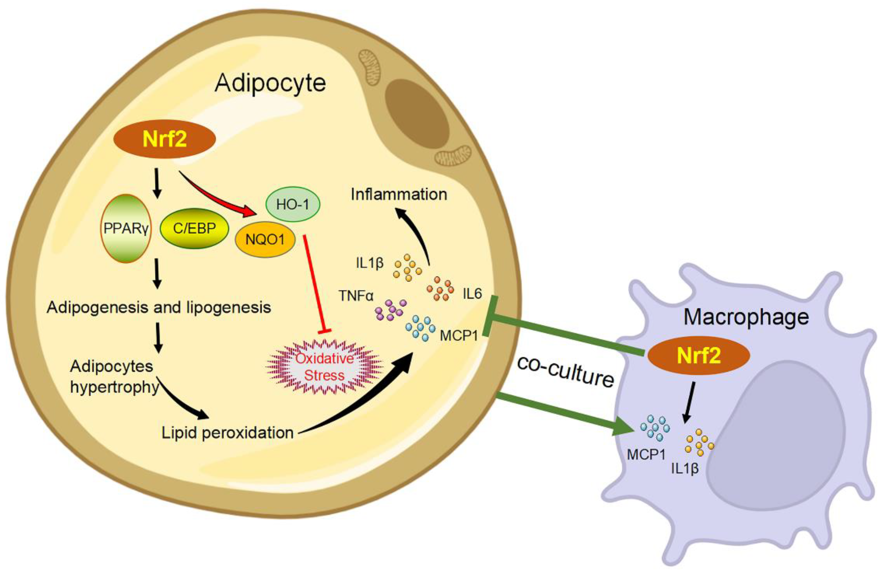 Antioxidants Free FullText The Nrf2 in Obesity A Friend or Foe?