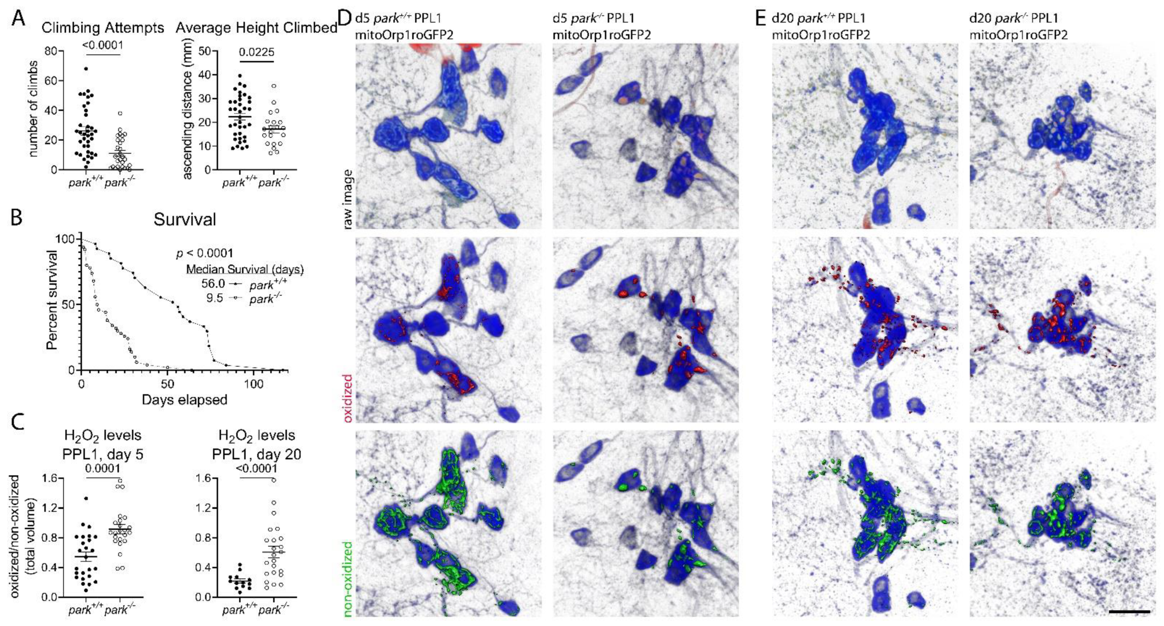 Antioxidants 11 02068 g001
