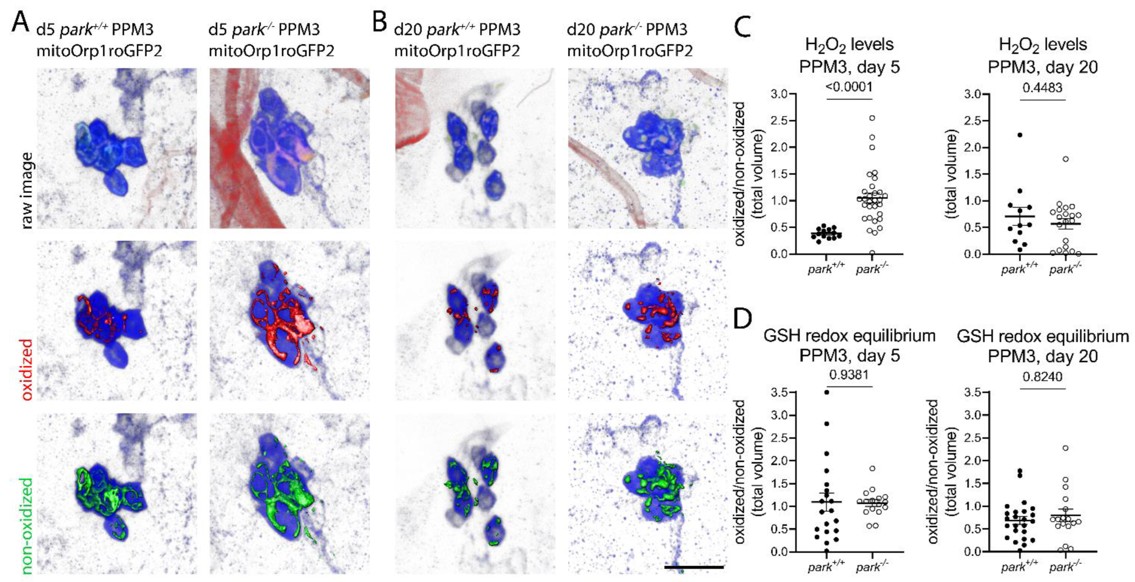 Antioxidants 11 02068 g003