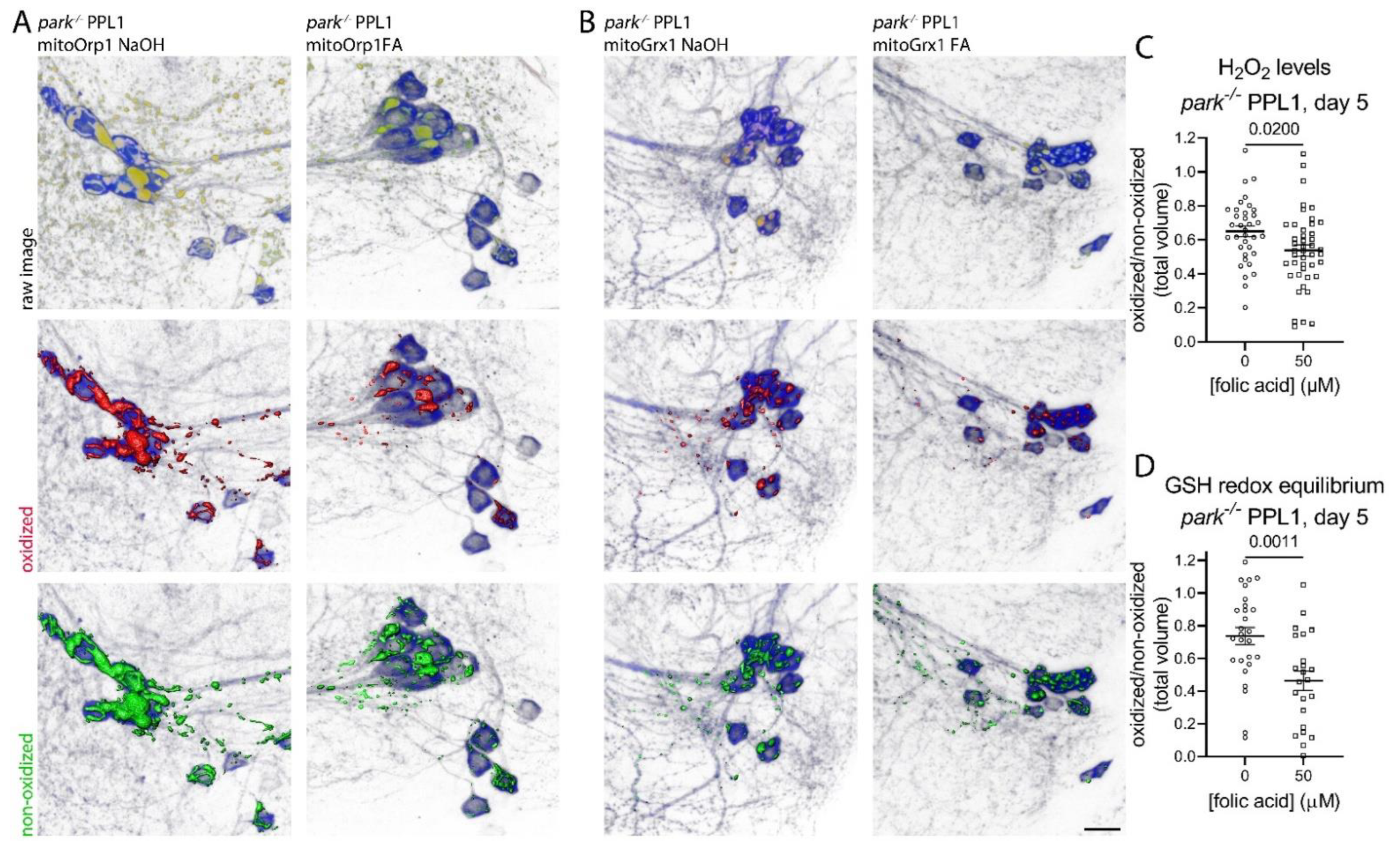 Antioxidants 11 02068 g005