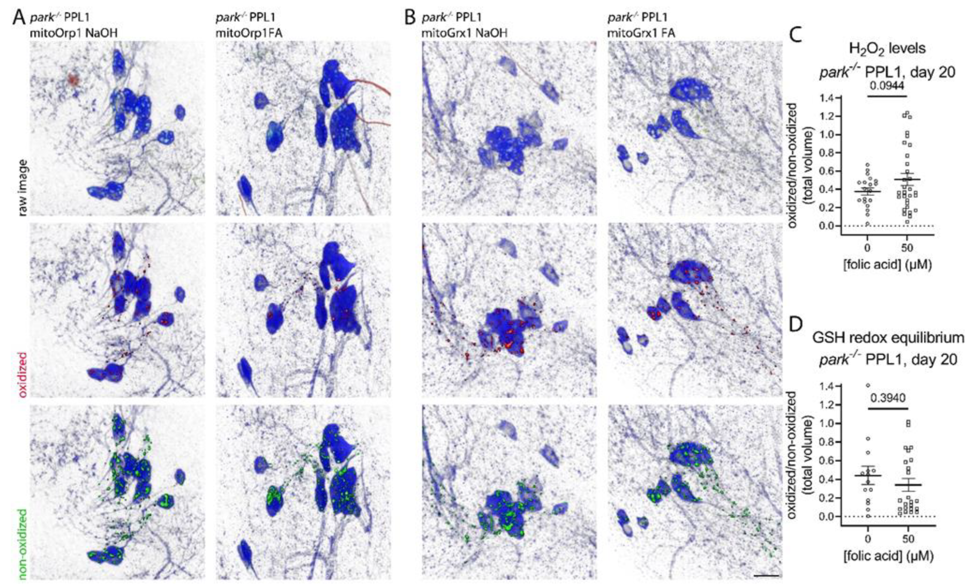 Antioxidants 11 02068 g006