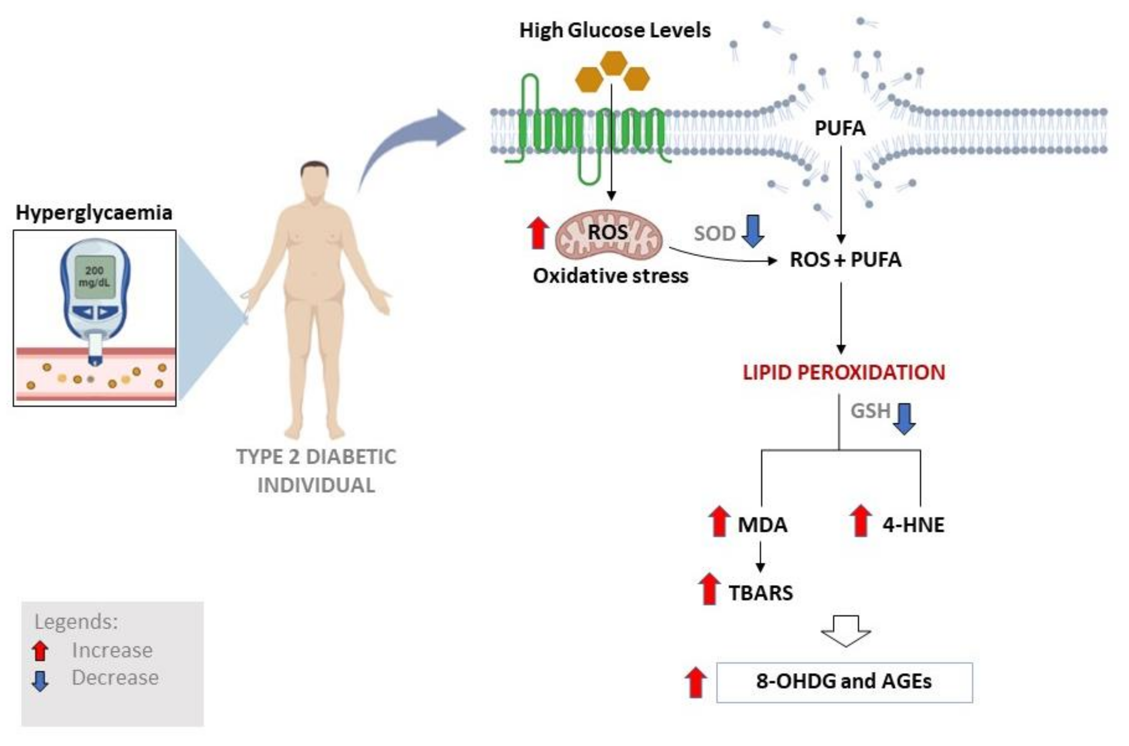 Antioxidants Free FullText Detrimental Effects of Lipid