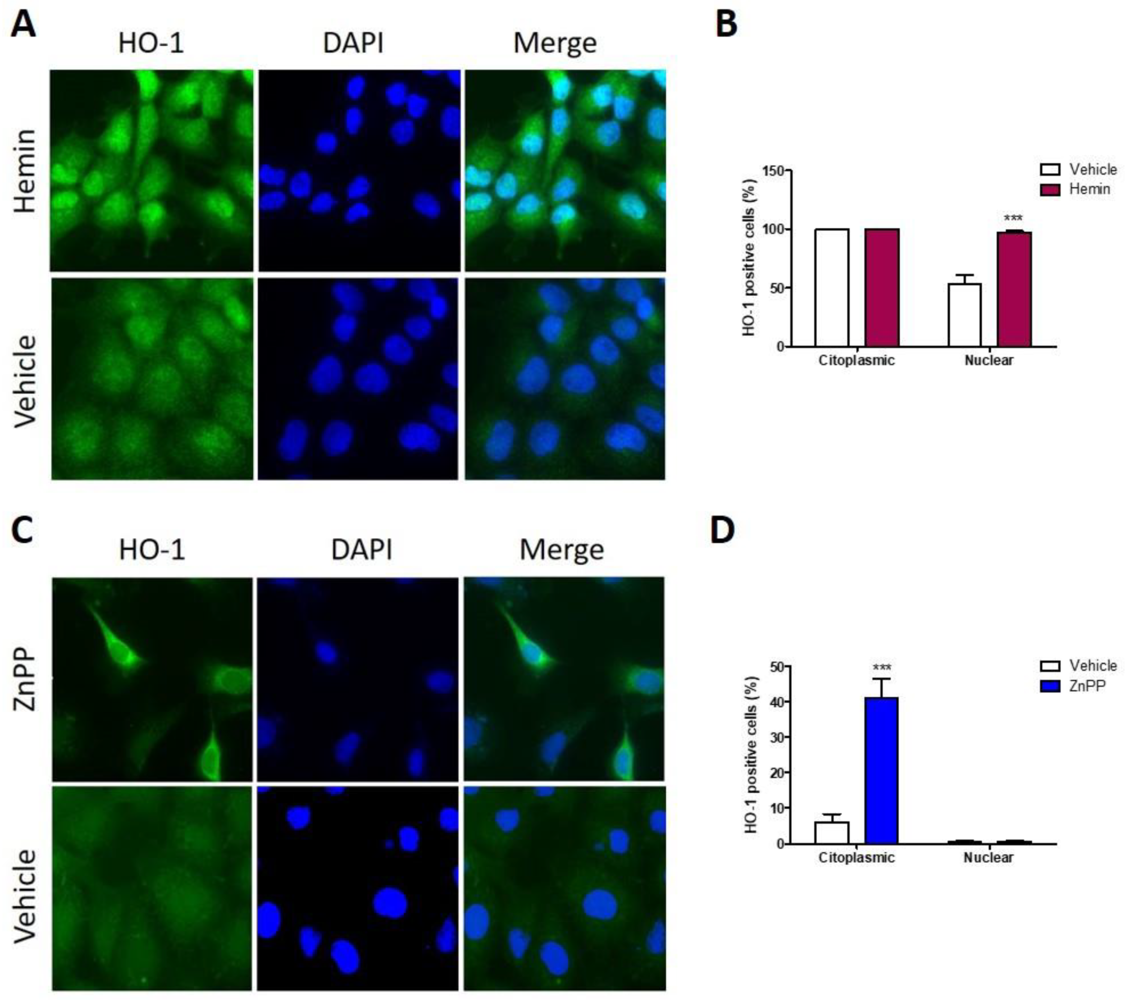 Antioxidants 11 02077 g005