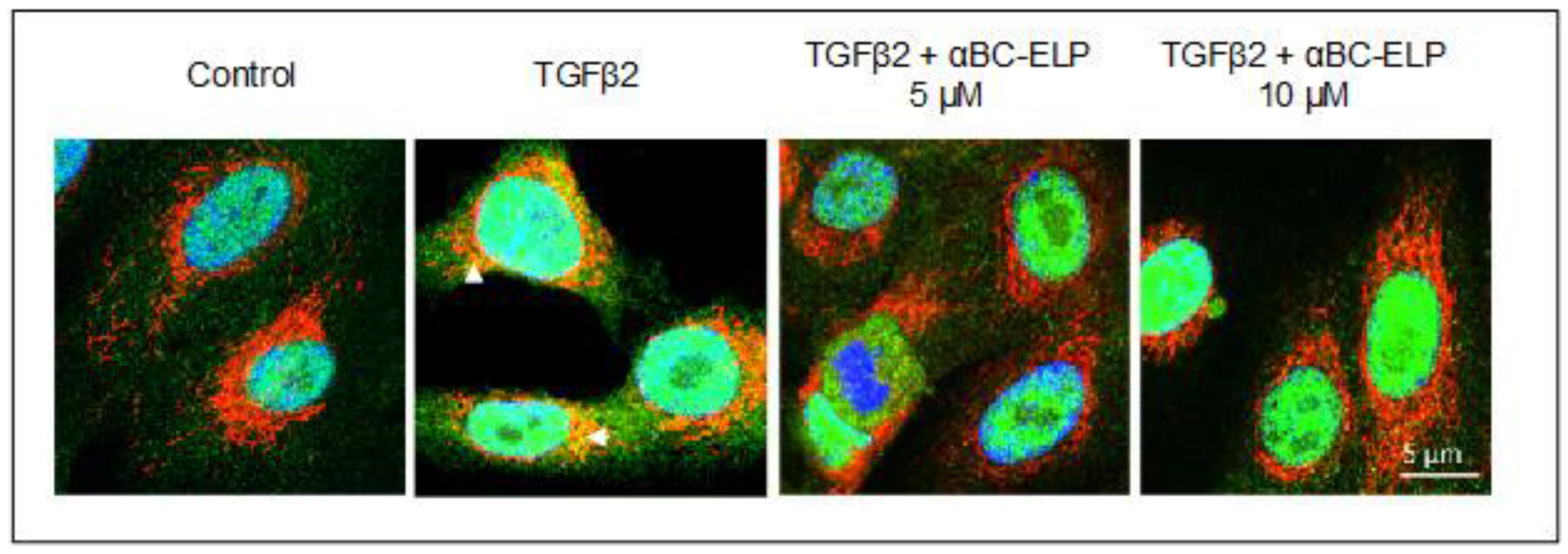 Antioxidants 11 02080 g004