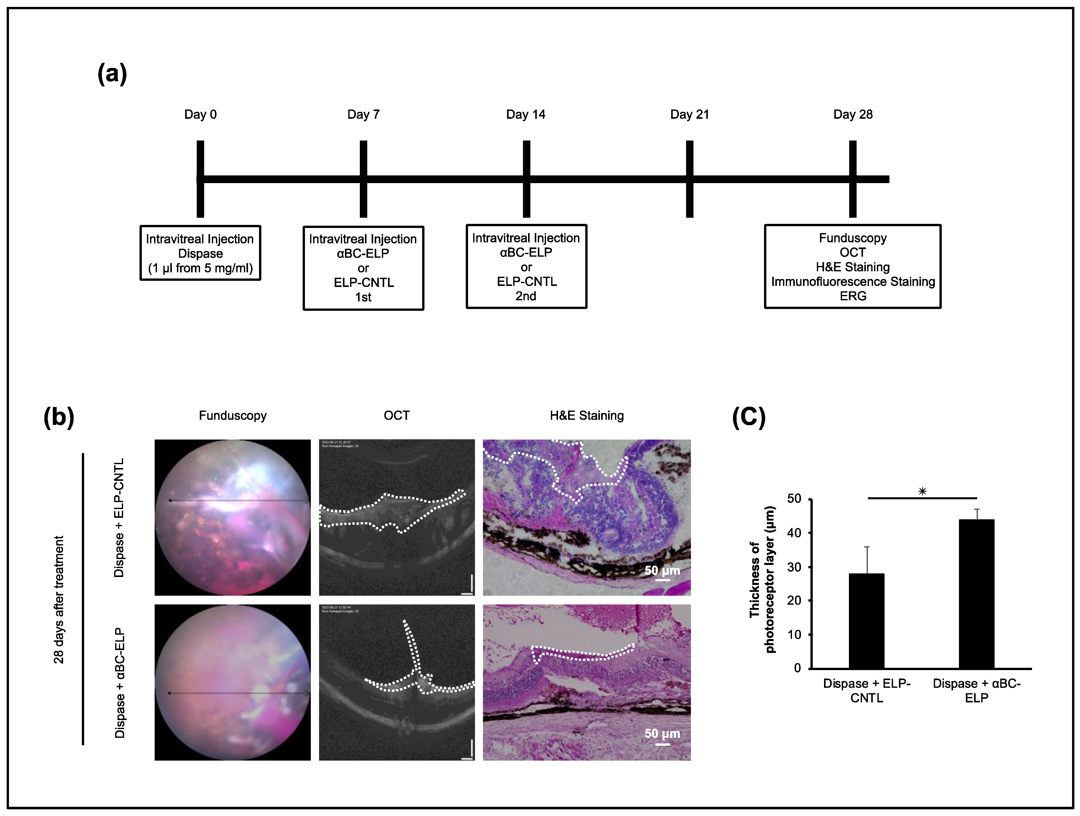 Antioxidants 11 02080 g008