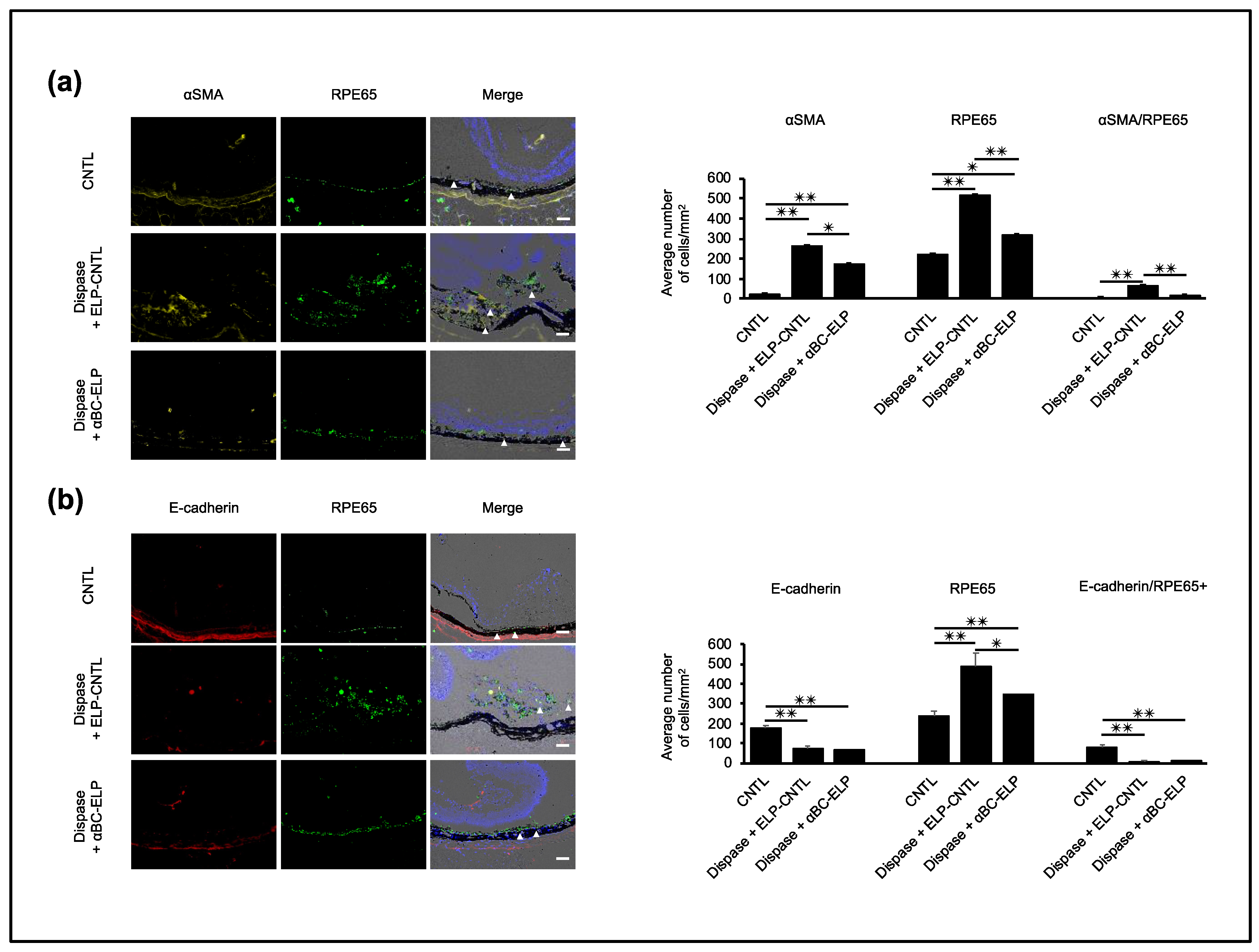 Antioxidants 11 02080 g010