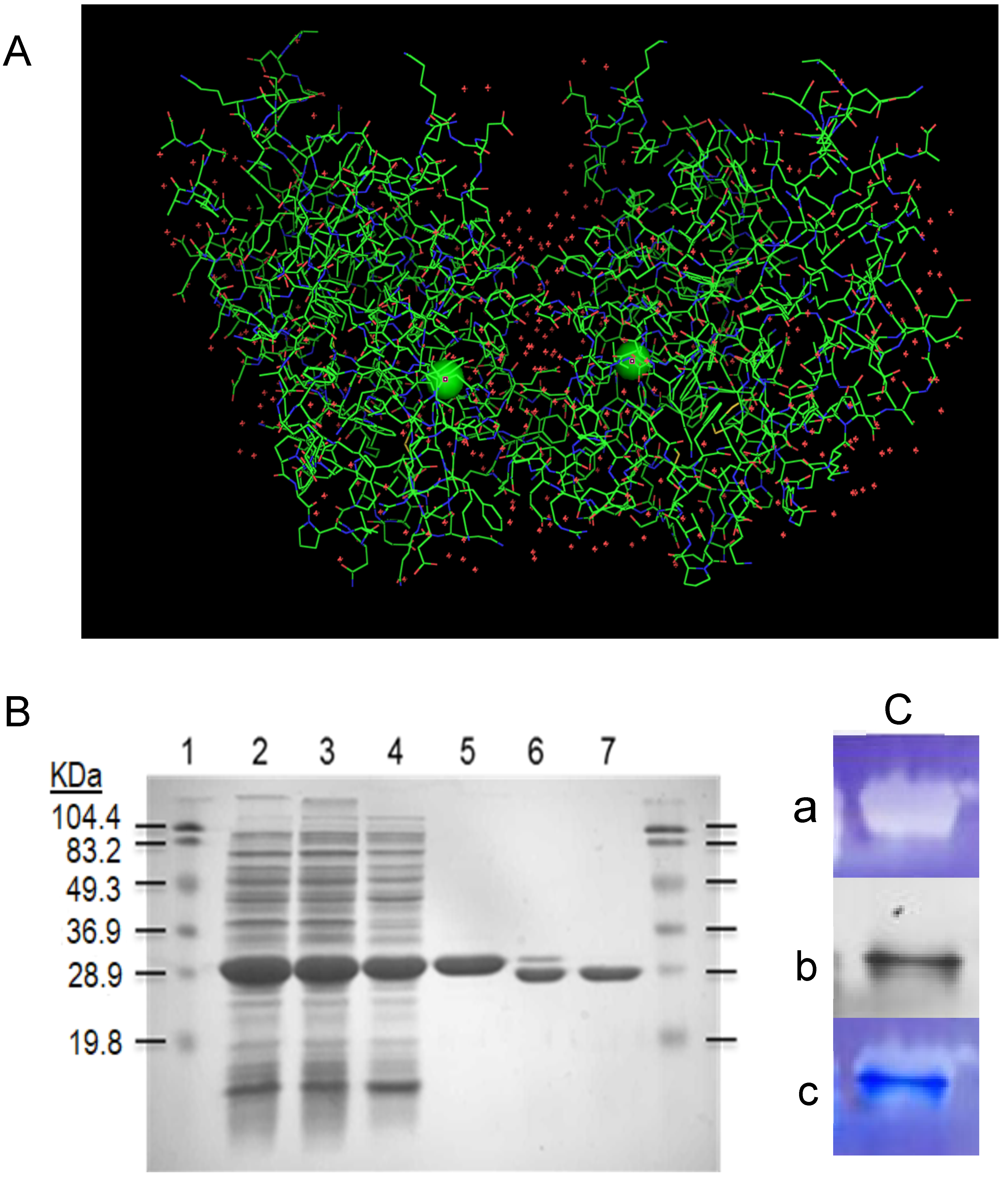 Antioxidants 11 02082 g001 Antioxidants 11 02082 g001