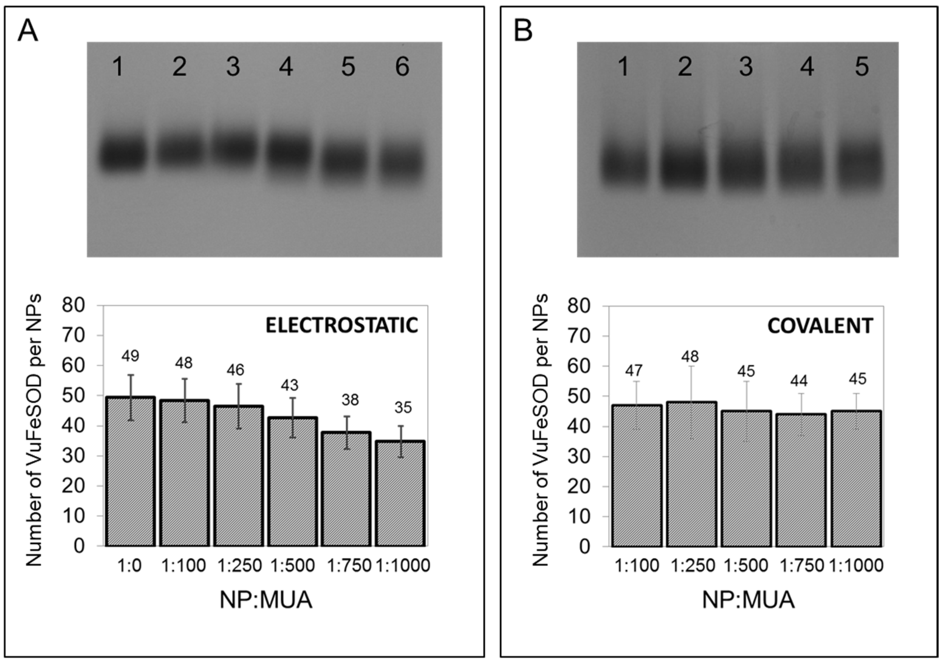 Antioxidants 11 02082 g006 Antioxidants 11 02082 g006