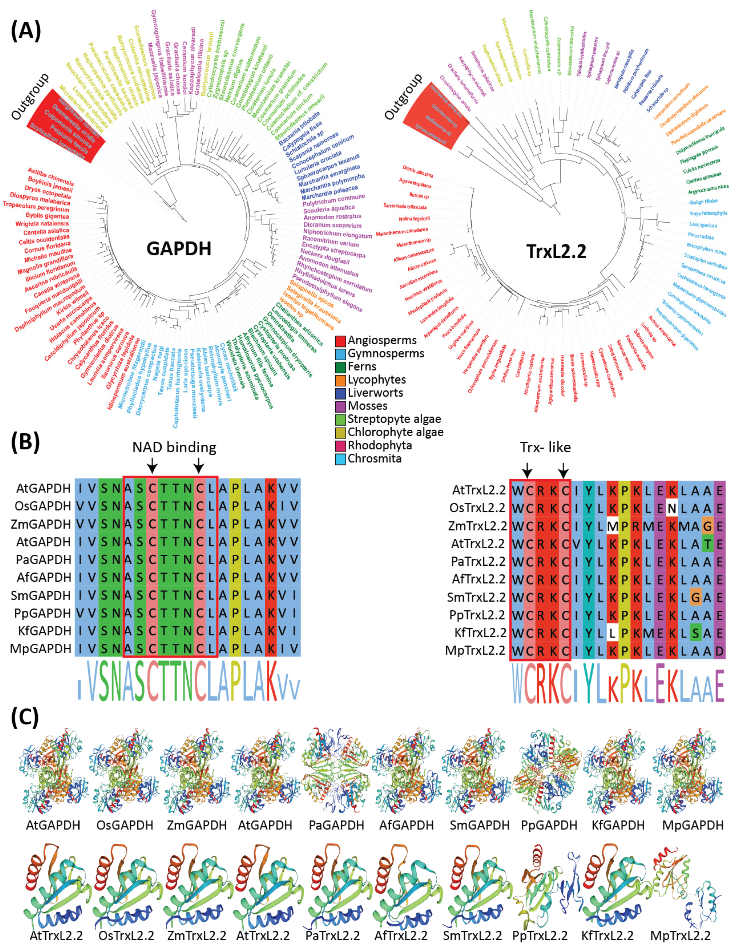 Antioxidants 11 02085 g003 Antioxidants 11 02085 g003