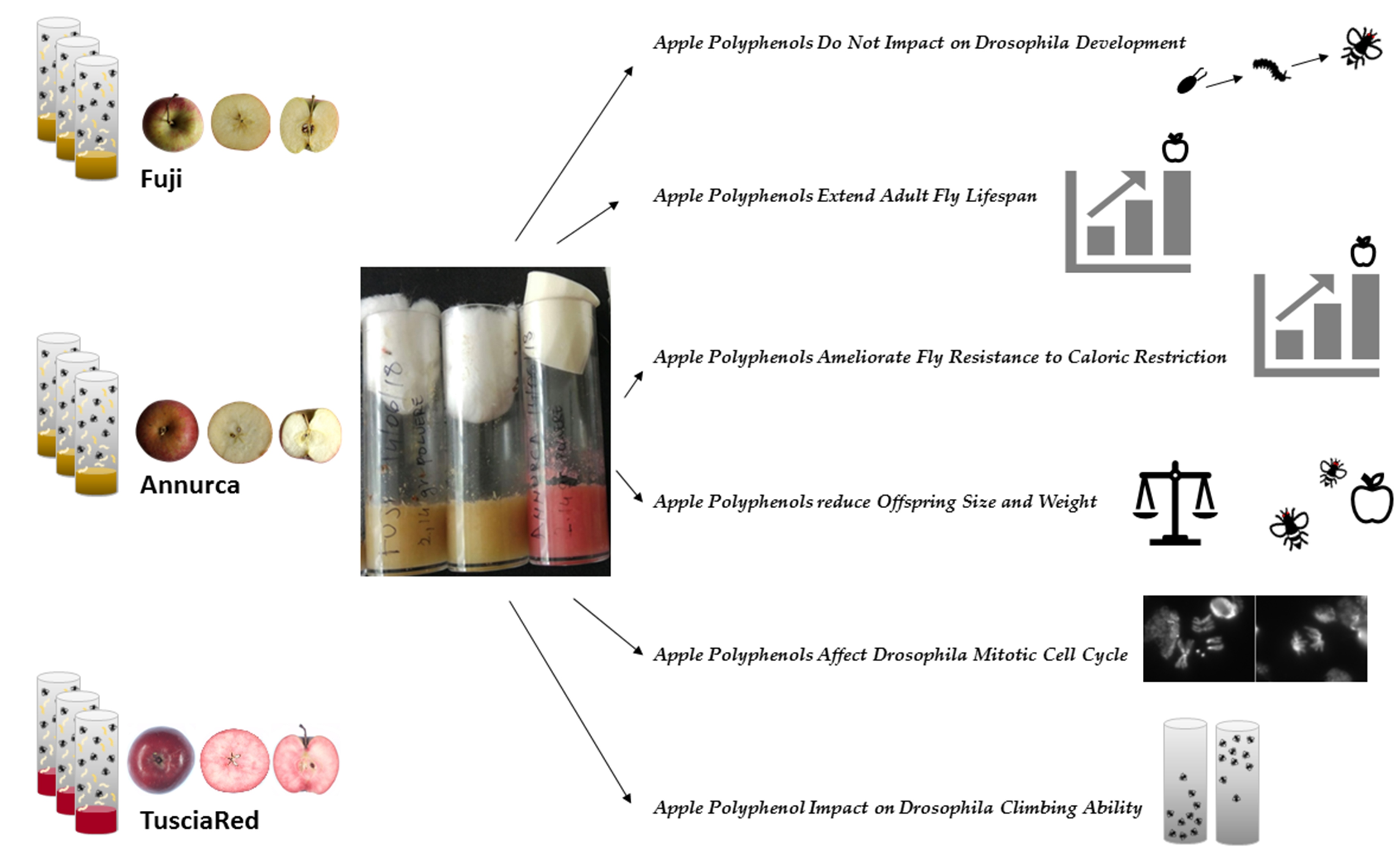 Antioxidants Free FullText Apple Polyphenol Diet Extends Lifespan