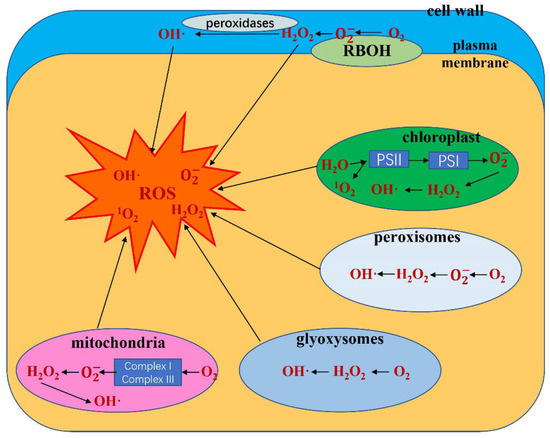 Antioxidants | Free Full-Text | Review of the Mechanisms by Which 