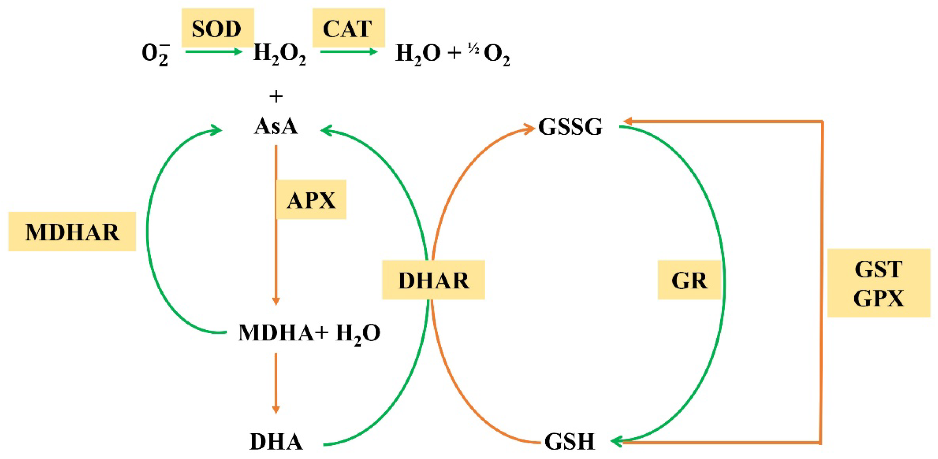 Antioxidants | Free Full-Text | Review of the Mechanisms by Which 