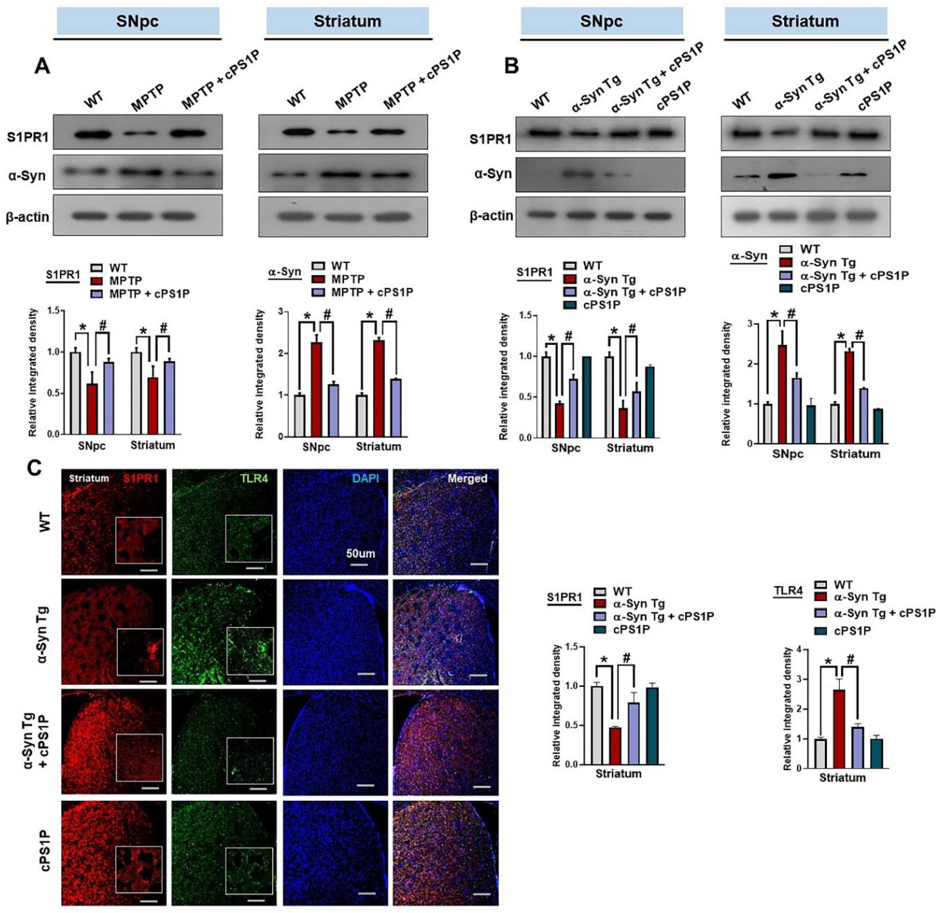 Antioxidants 11 02107 g003 Antioxidants 11 02107 g003