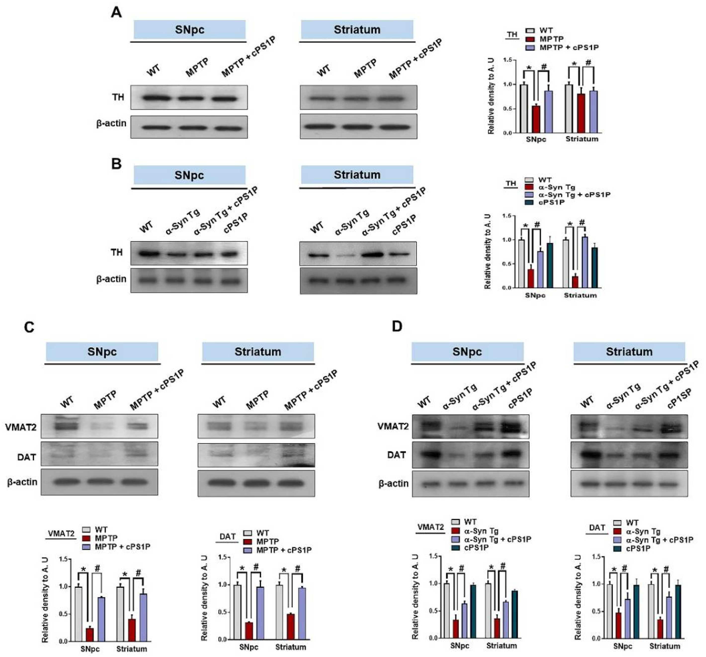 Antioxidants 11 02107 g004 Antioxidants 11 02107 g004