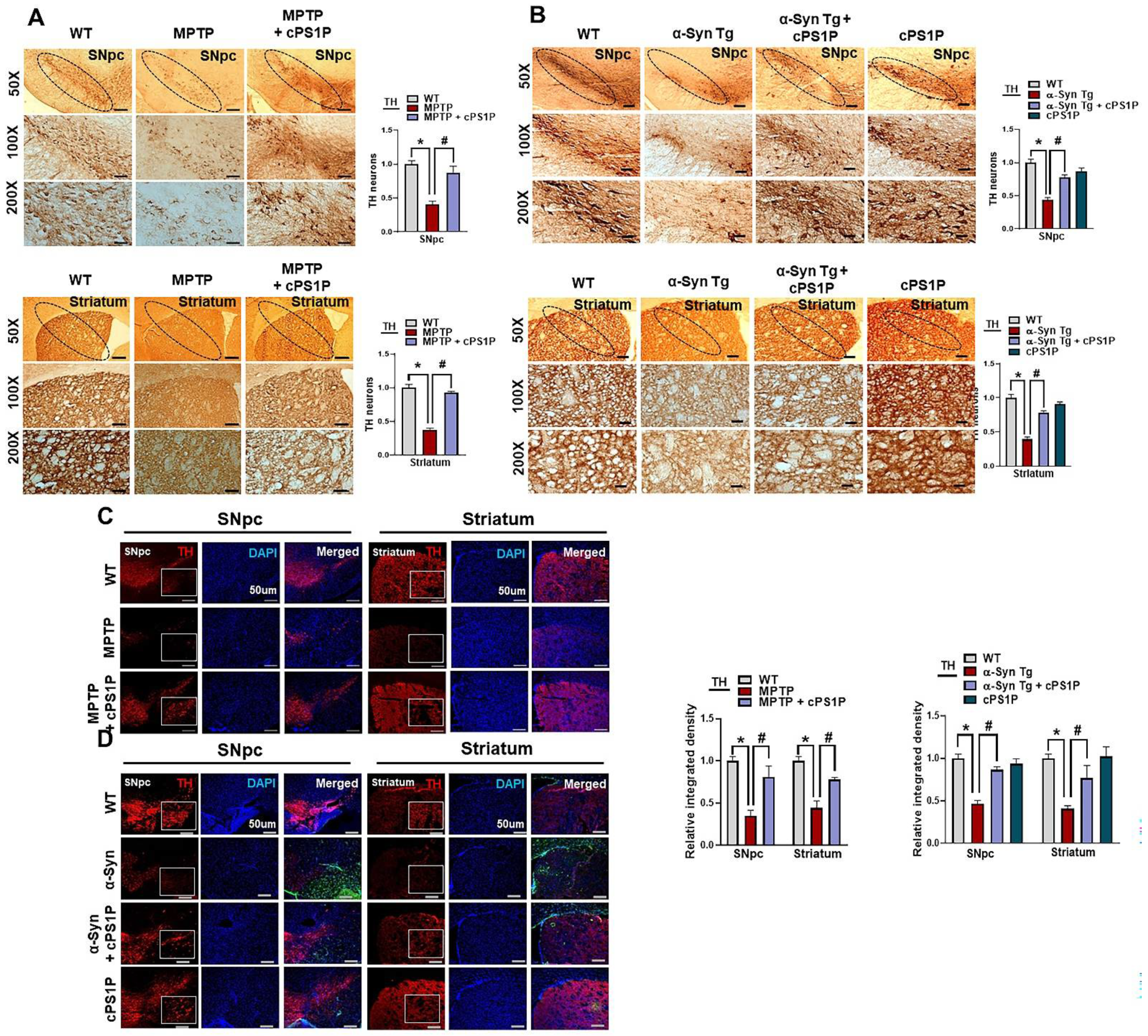 Antioxidants 11 02107 g005 Antioxidants 11 02107 g005