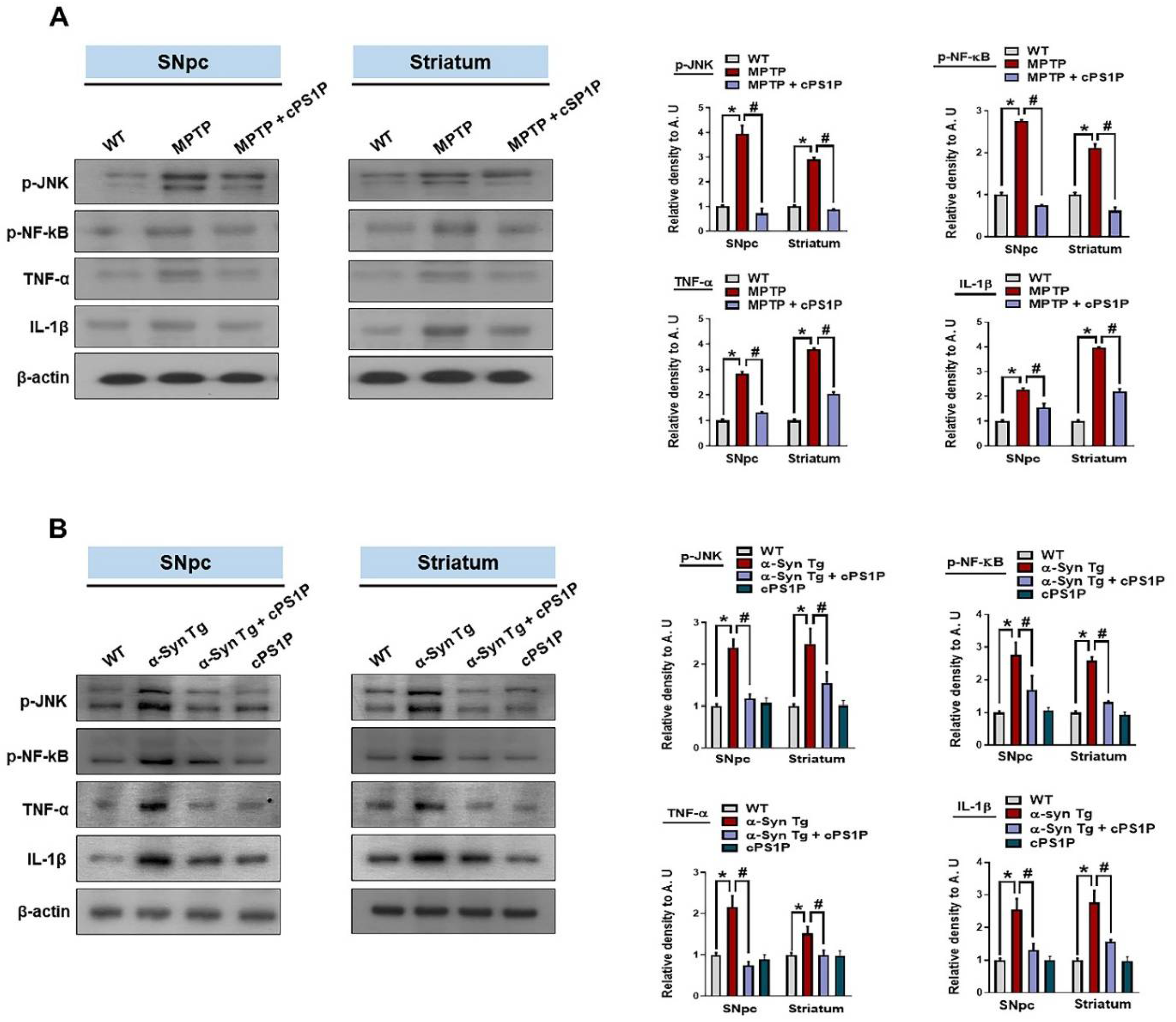 Antioxidants 11 02107 g007 Antioxidants 11 02107 g007