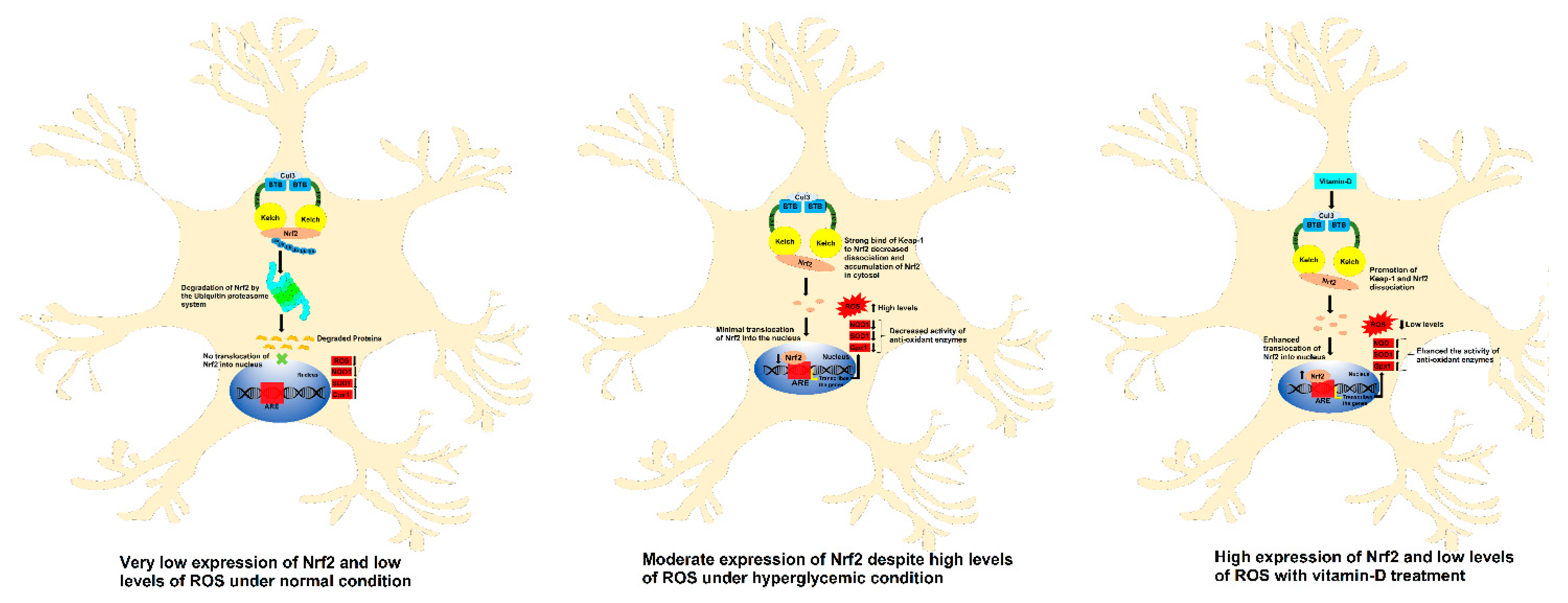 Antioxidants 11 02114 g008