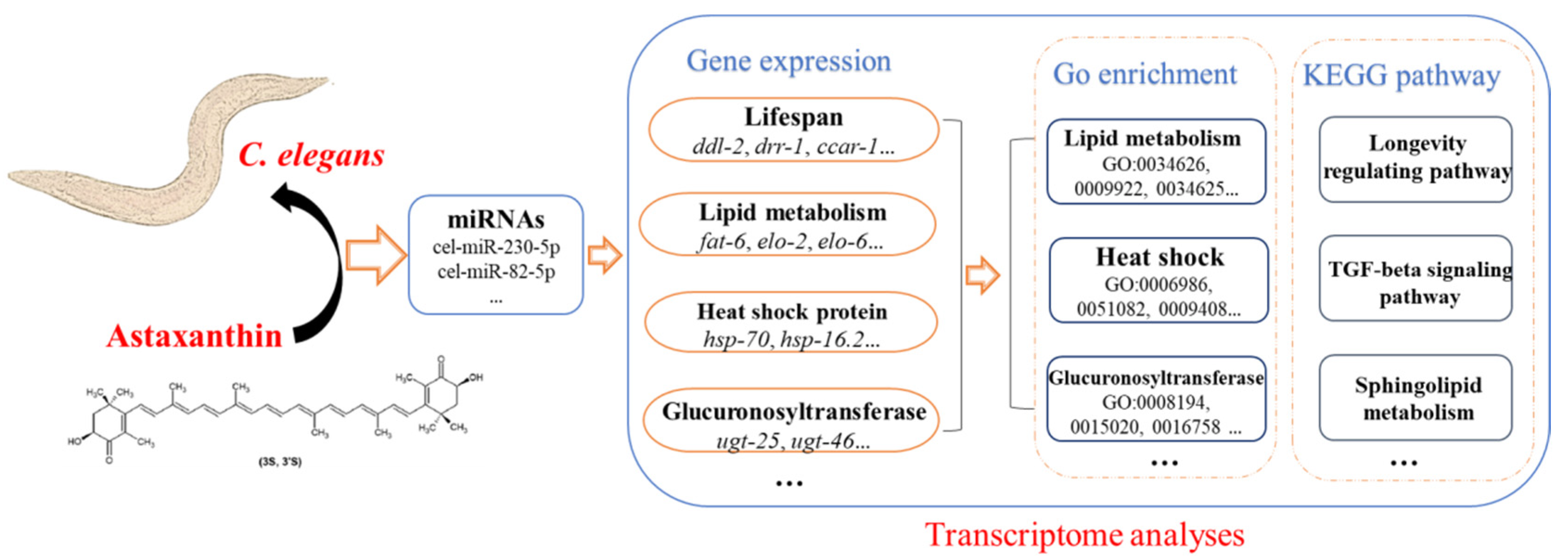 Antioxidants 11 02115 g008