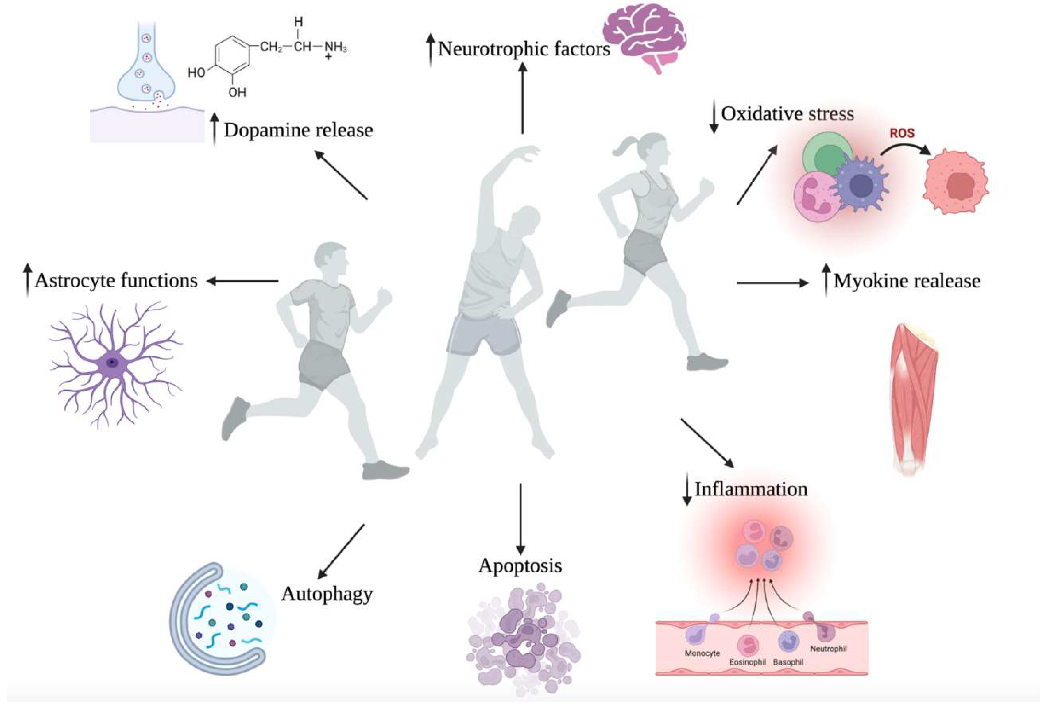 Antioxidants 11 02116 g003 Antioxidants 11 02116 g003
