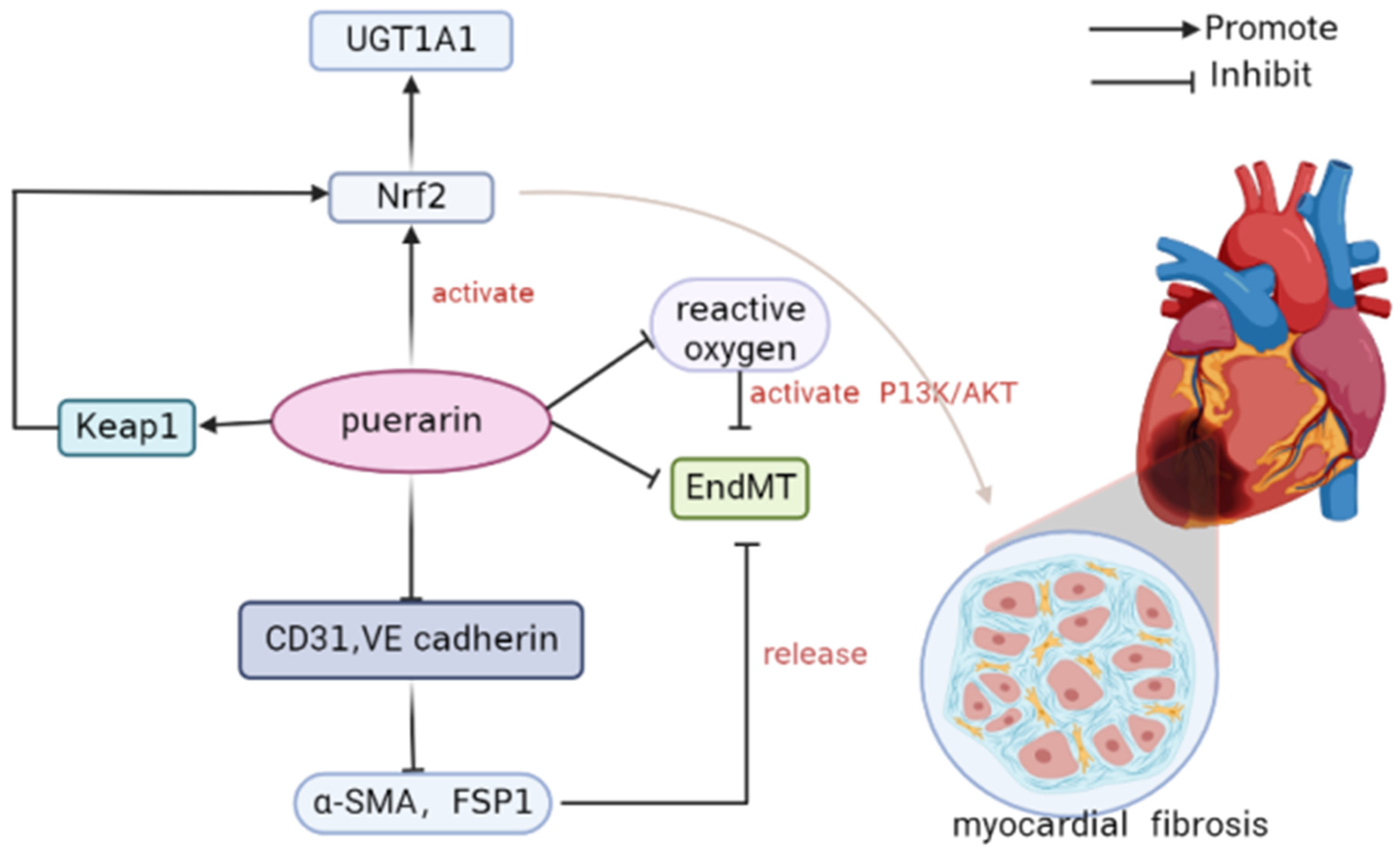 Antioxidants 11 02121 g004