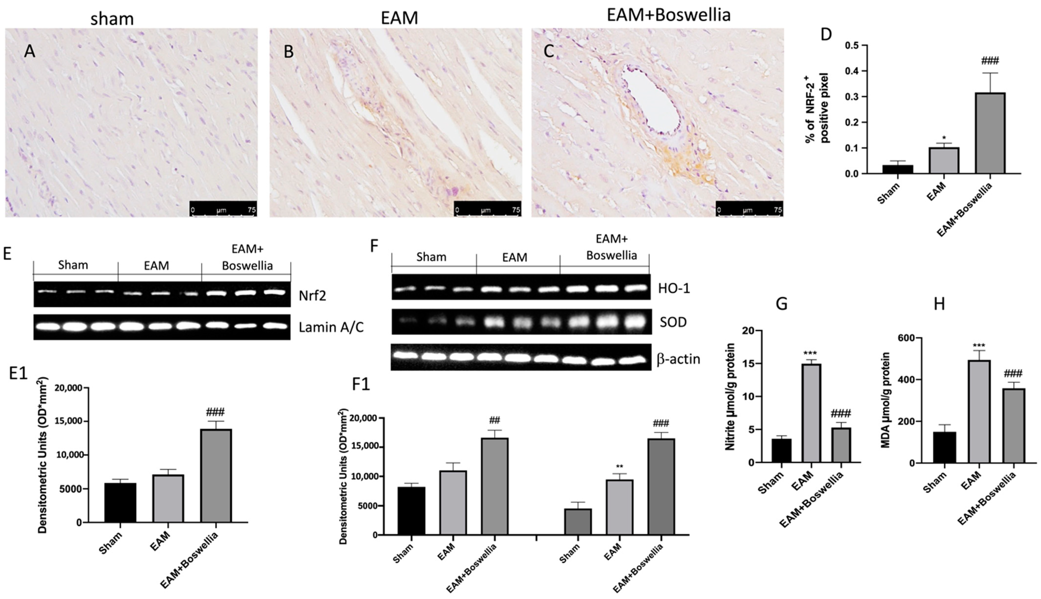 Antioxidants 11 02129 g008