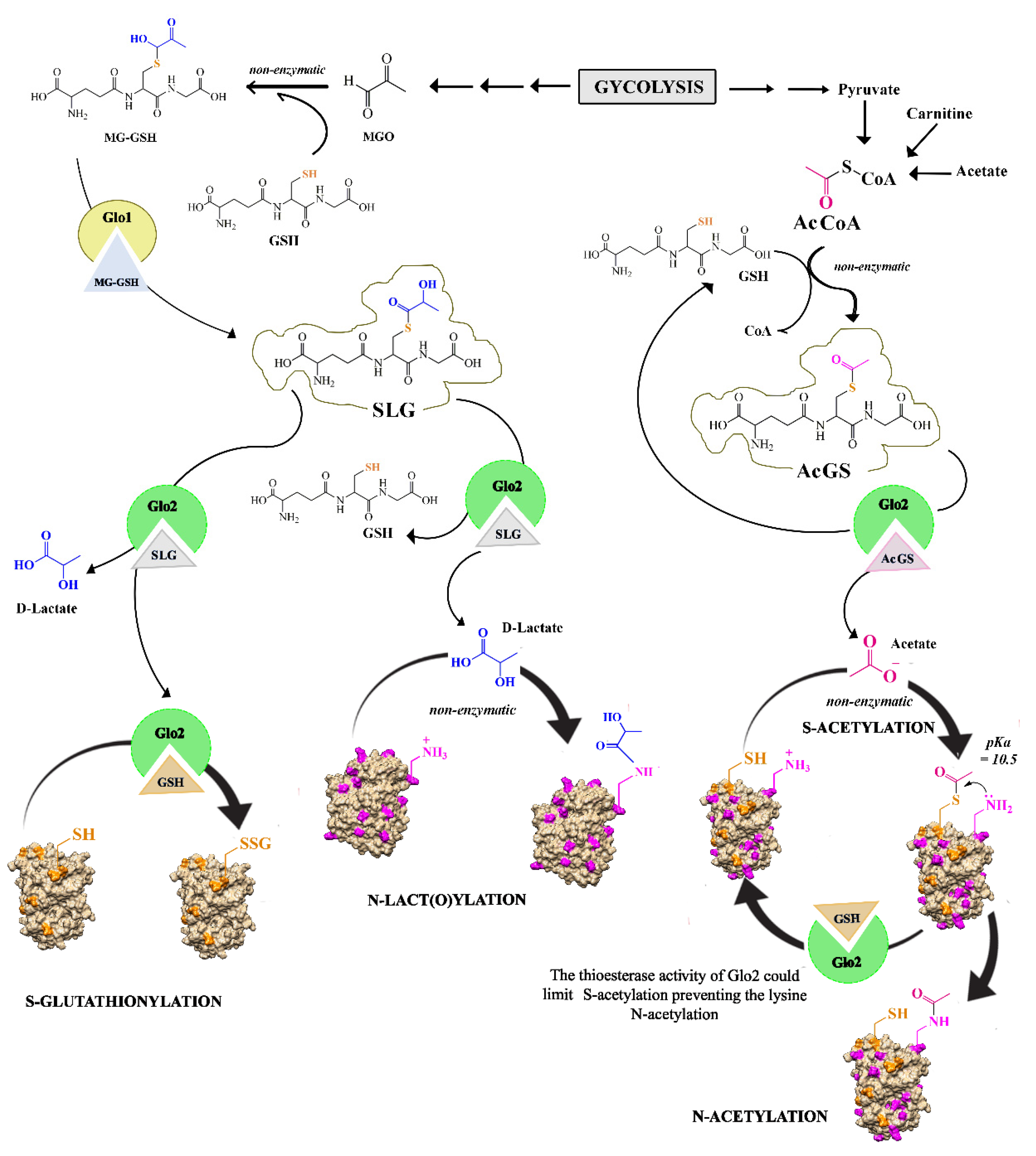 Antioxidants 11 02131 g005