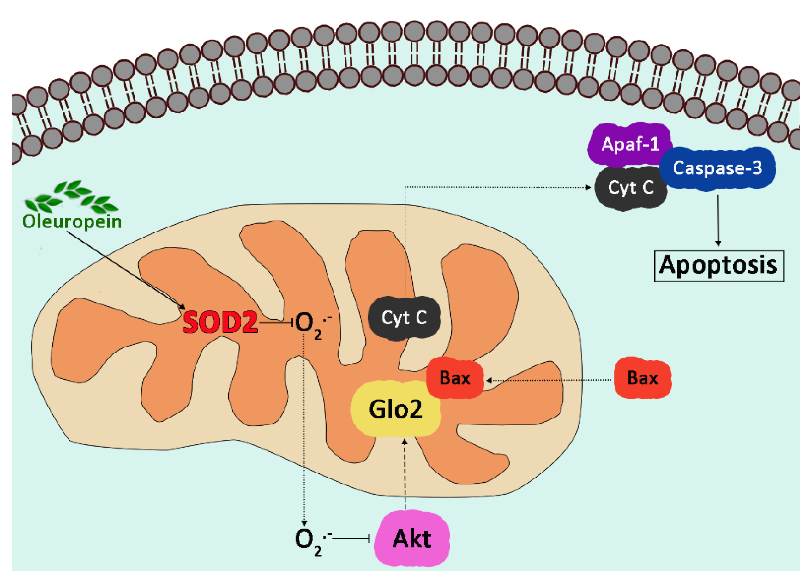 Antioxidants 11 02131 g007