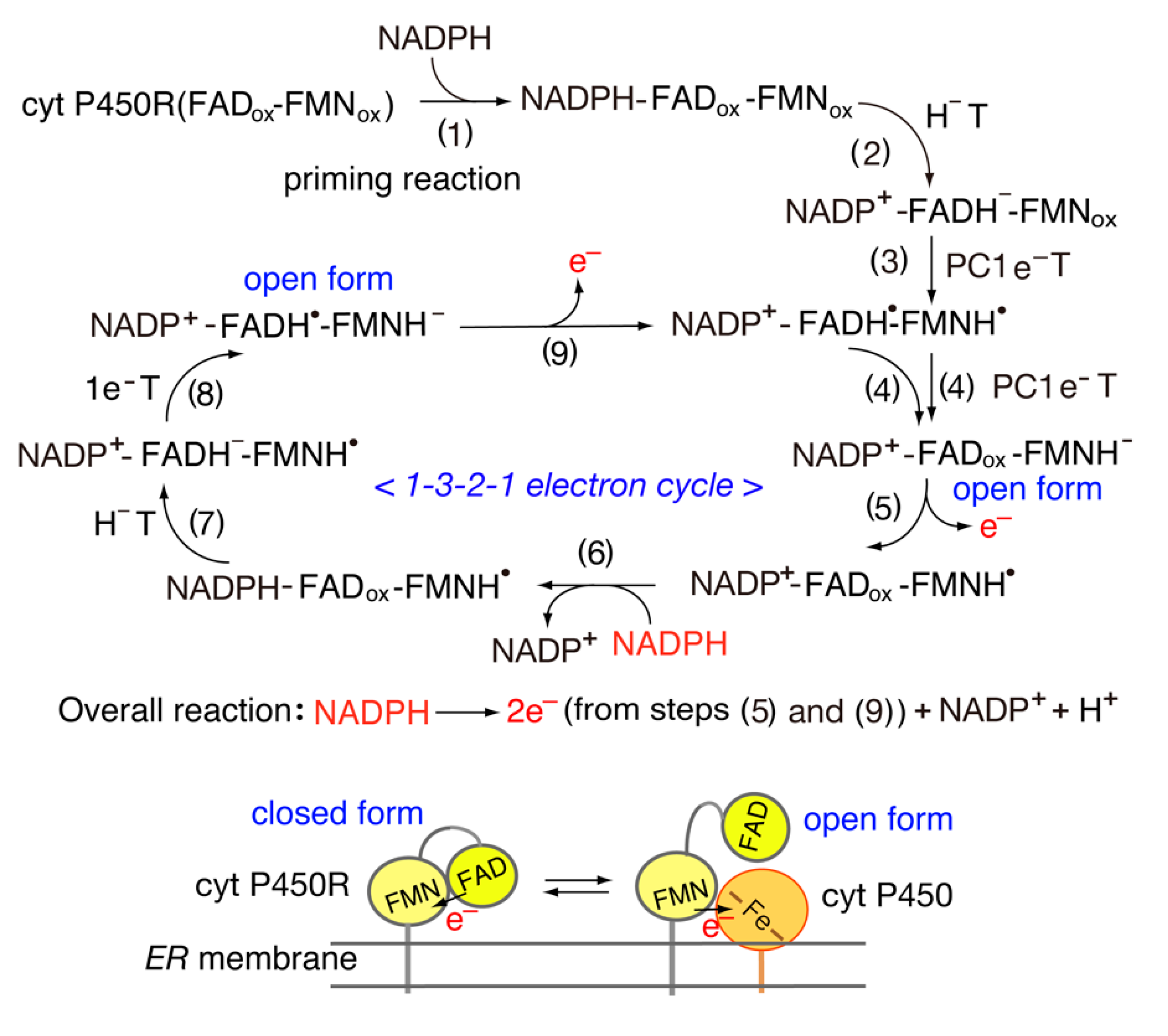 Ferredoxin nadp reductase