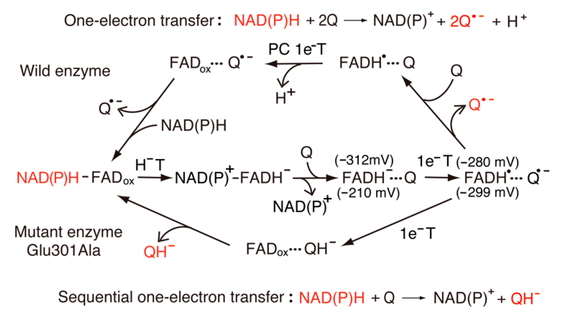 Antioxidants 11 02143 g007