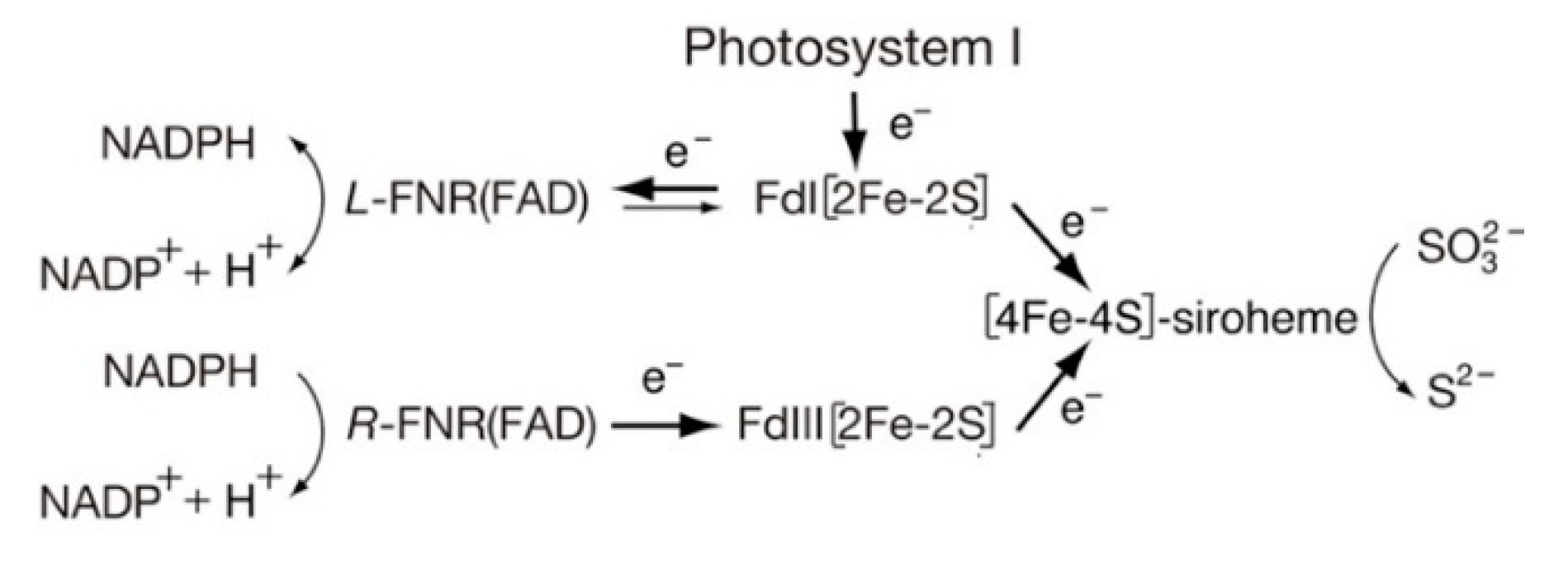 Antioxidants 11 02143 g011