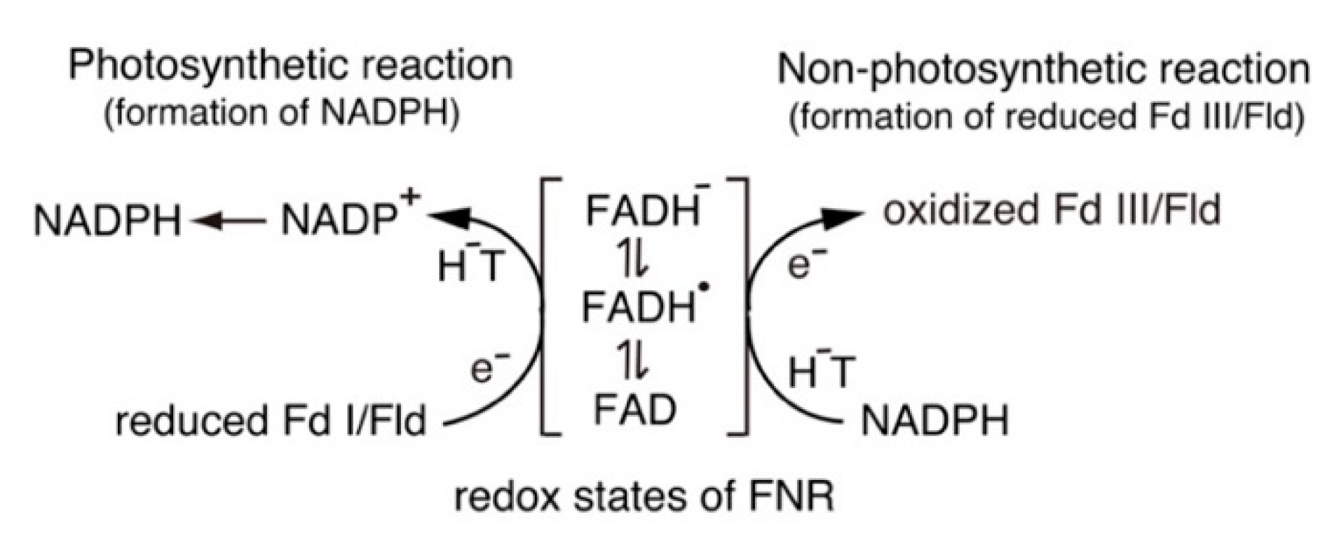 Antioxidants 11 02143 sch001