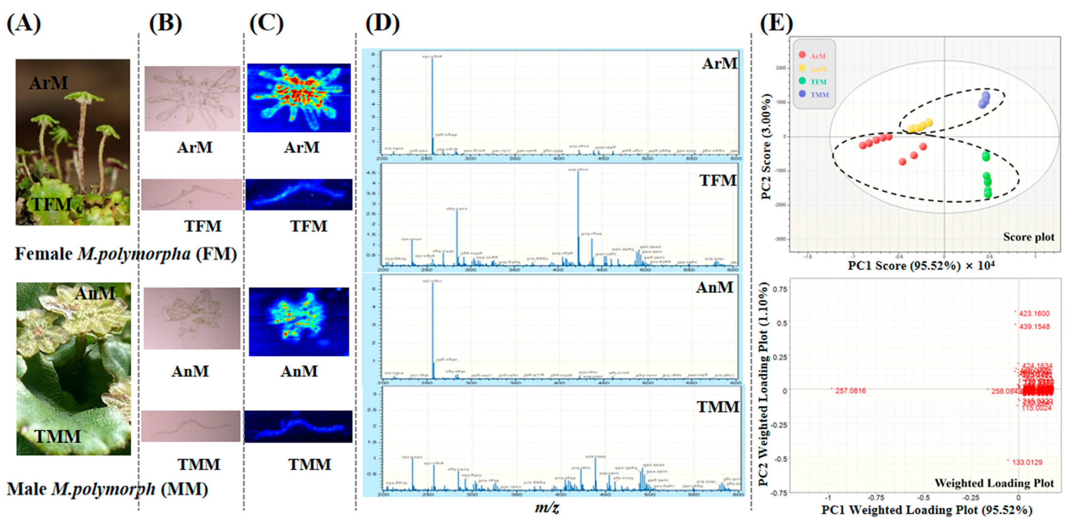 Antioxidants 11 02157 g001 Antioxidants 11 02157 g001