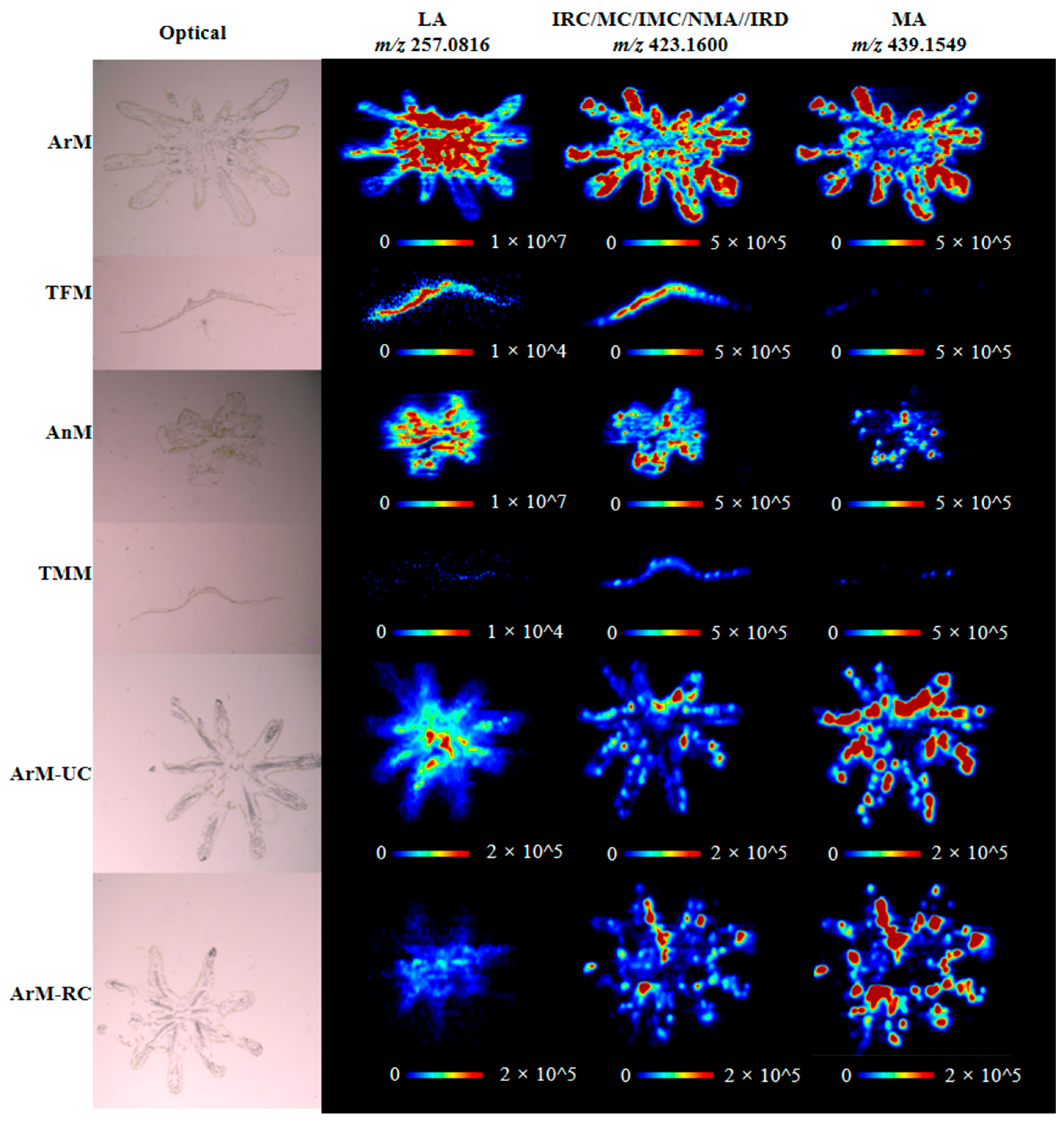 Antioxidants 11 02157 g002 Antioxidants 11 02157 g002