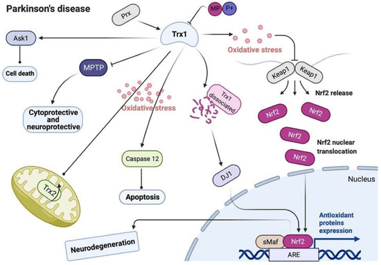 The Role of the Thioredoxin System in Brain Diseases