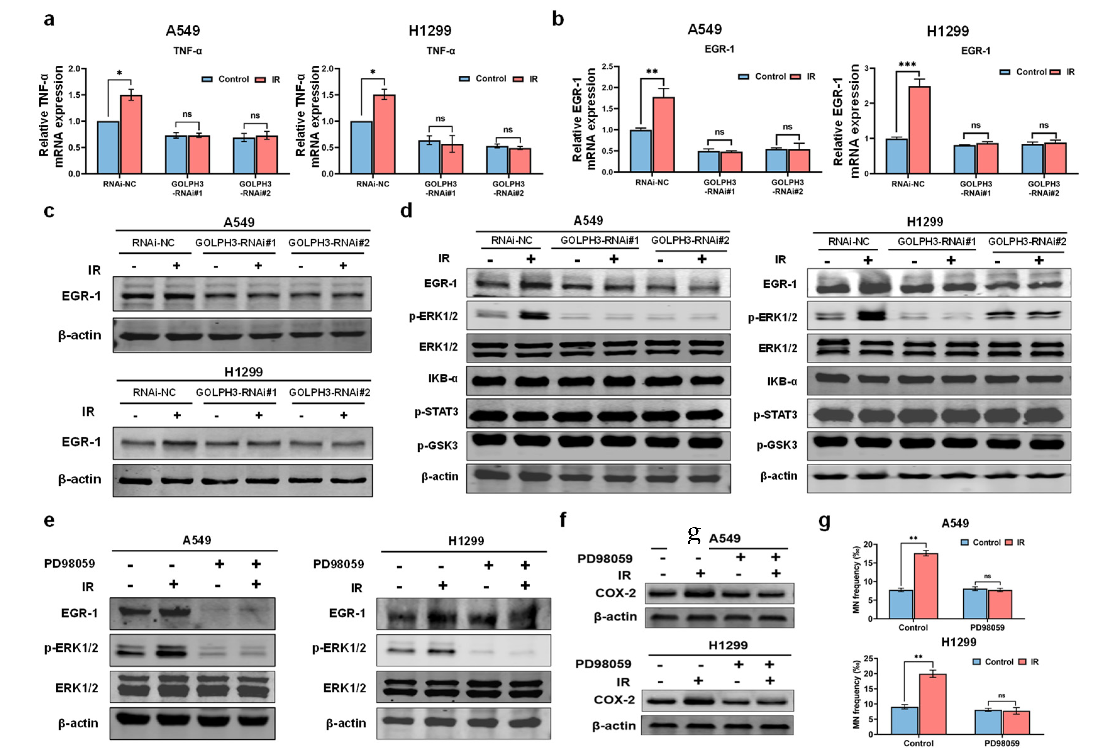 Antioxidants 11 02172 g004 Antioxidants 11 02172 g004