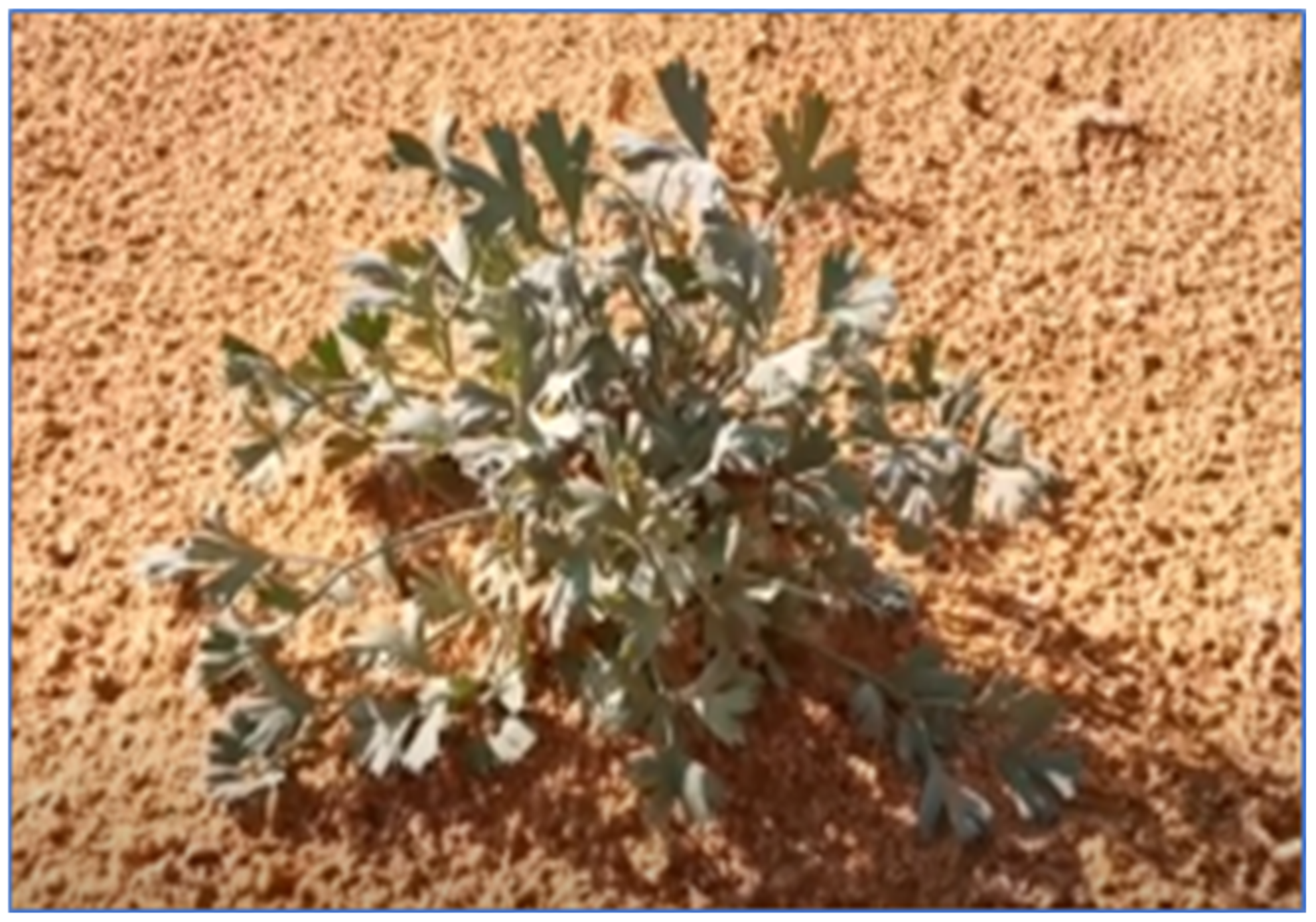 Antioxidants 11 02174 g001 Antioxidants 11 02174 g001