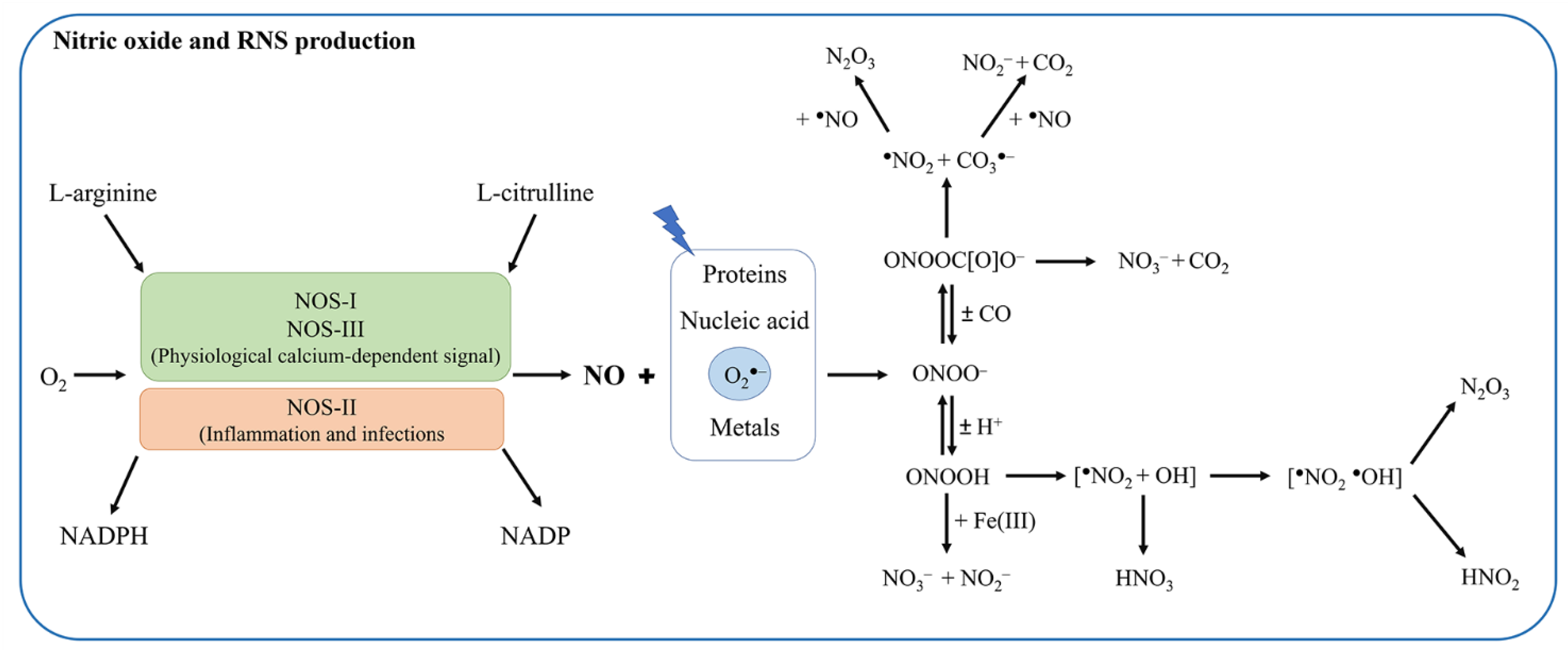Antioxidants 11 02176 g001 Antioxidants 11 02176 g001