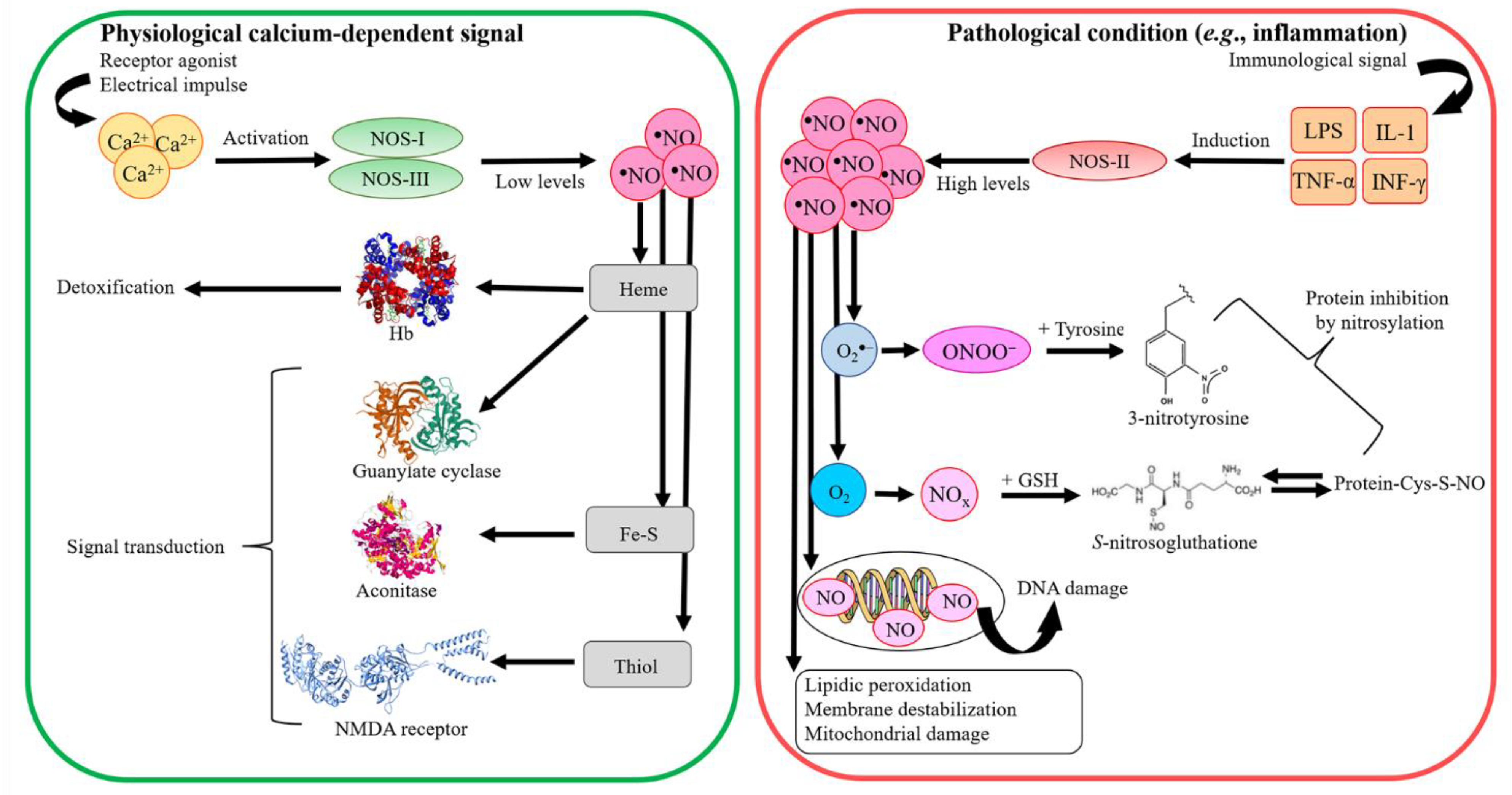 Antioxidants 11 02176 g002 Antioxidants 11 02176 g002