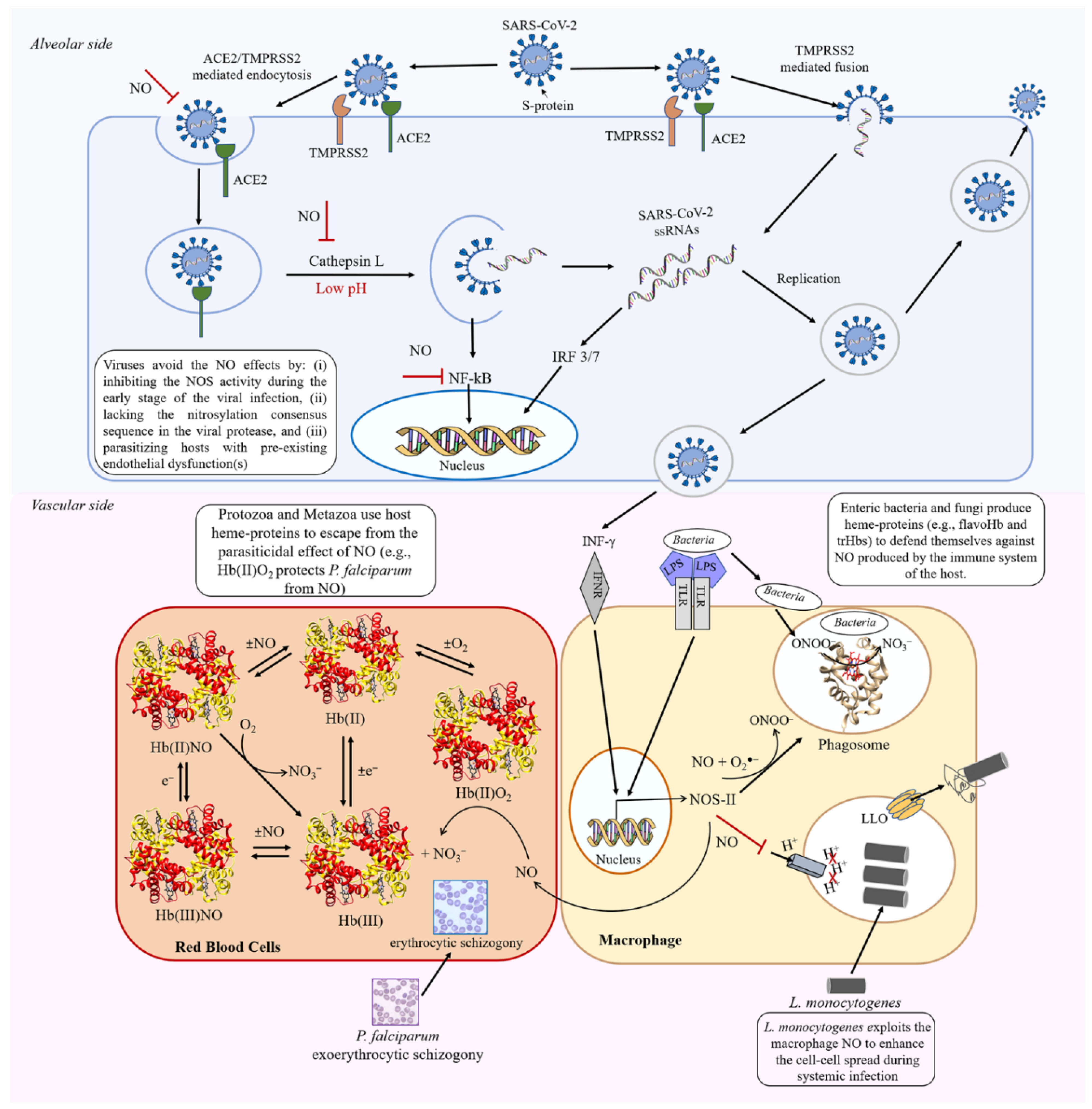 Antioxidants 11 02176 g006 Antioxidants 11 02176 g006